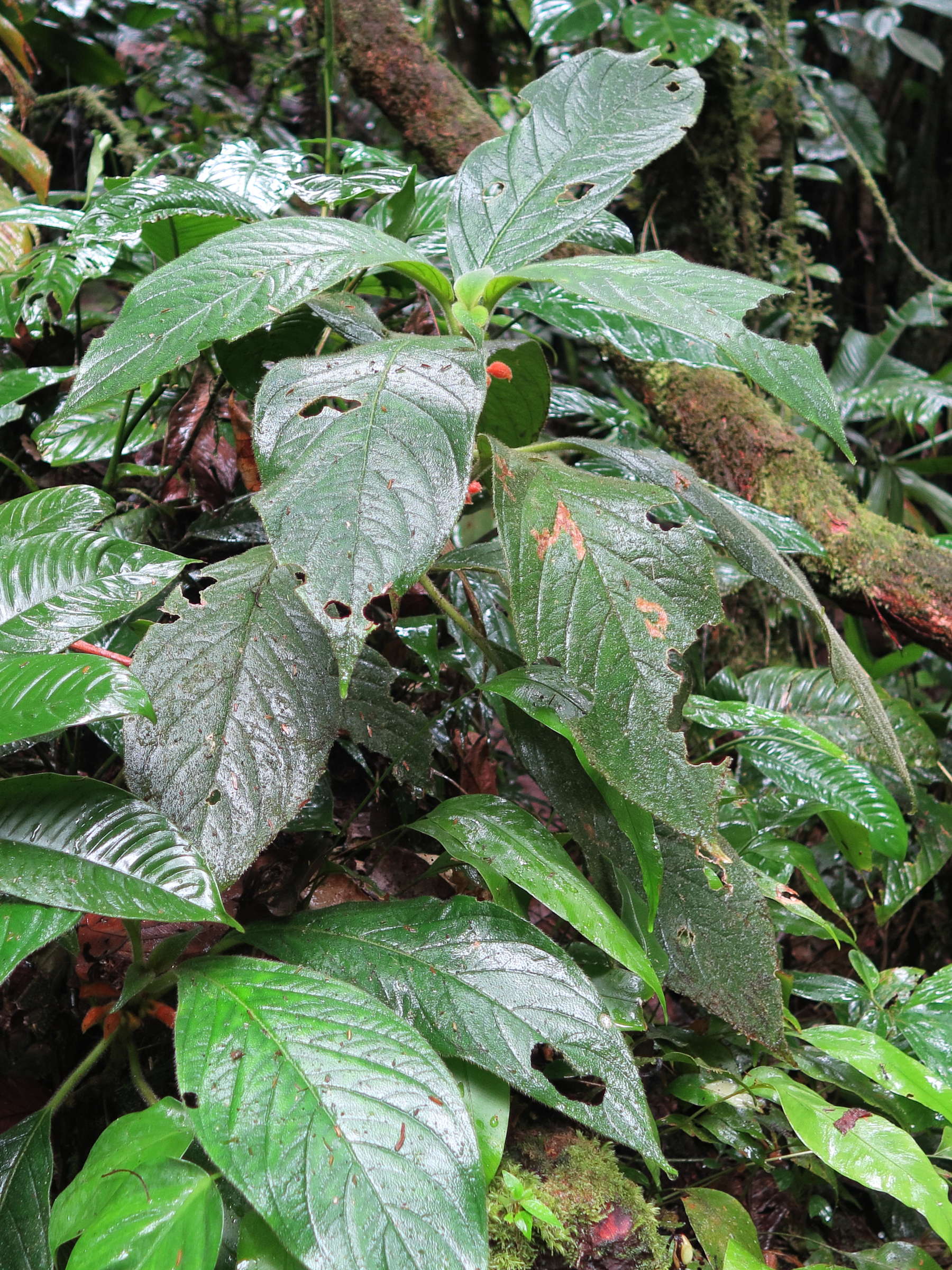 besleria_columneoides1md