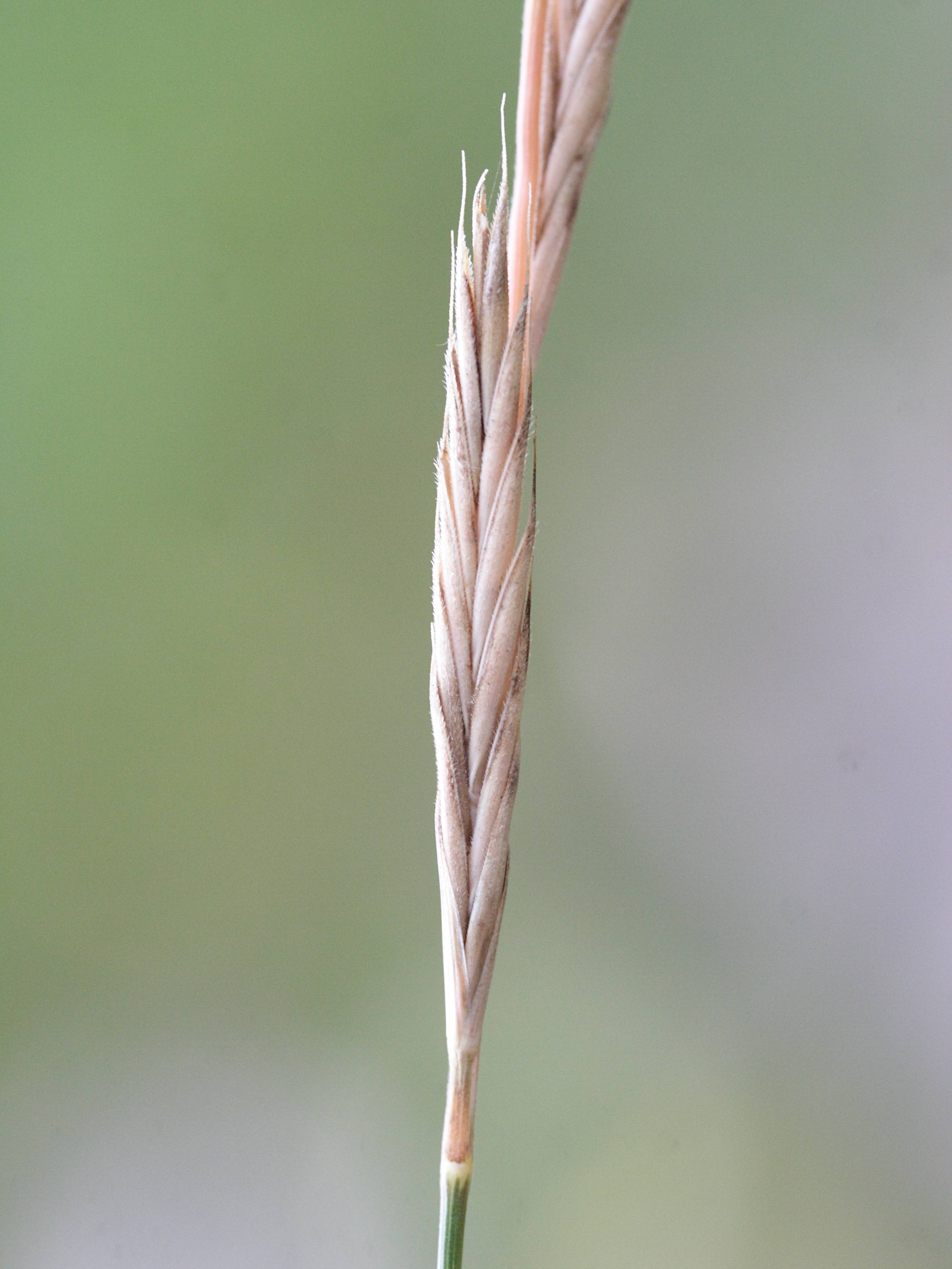 brachypodium_pinnatum4md