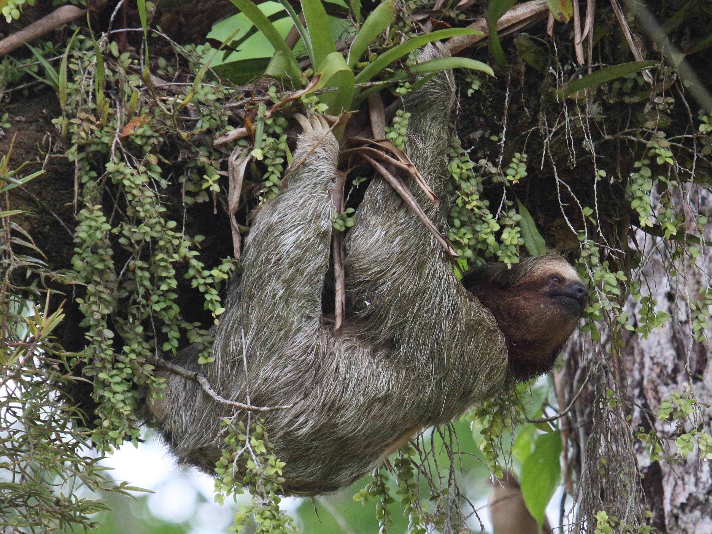 bradypus_variegatus3bd