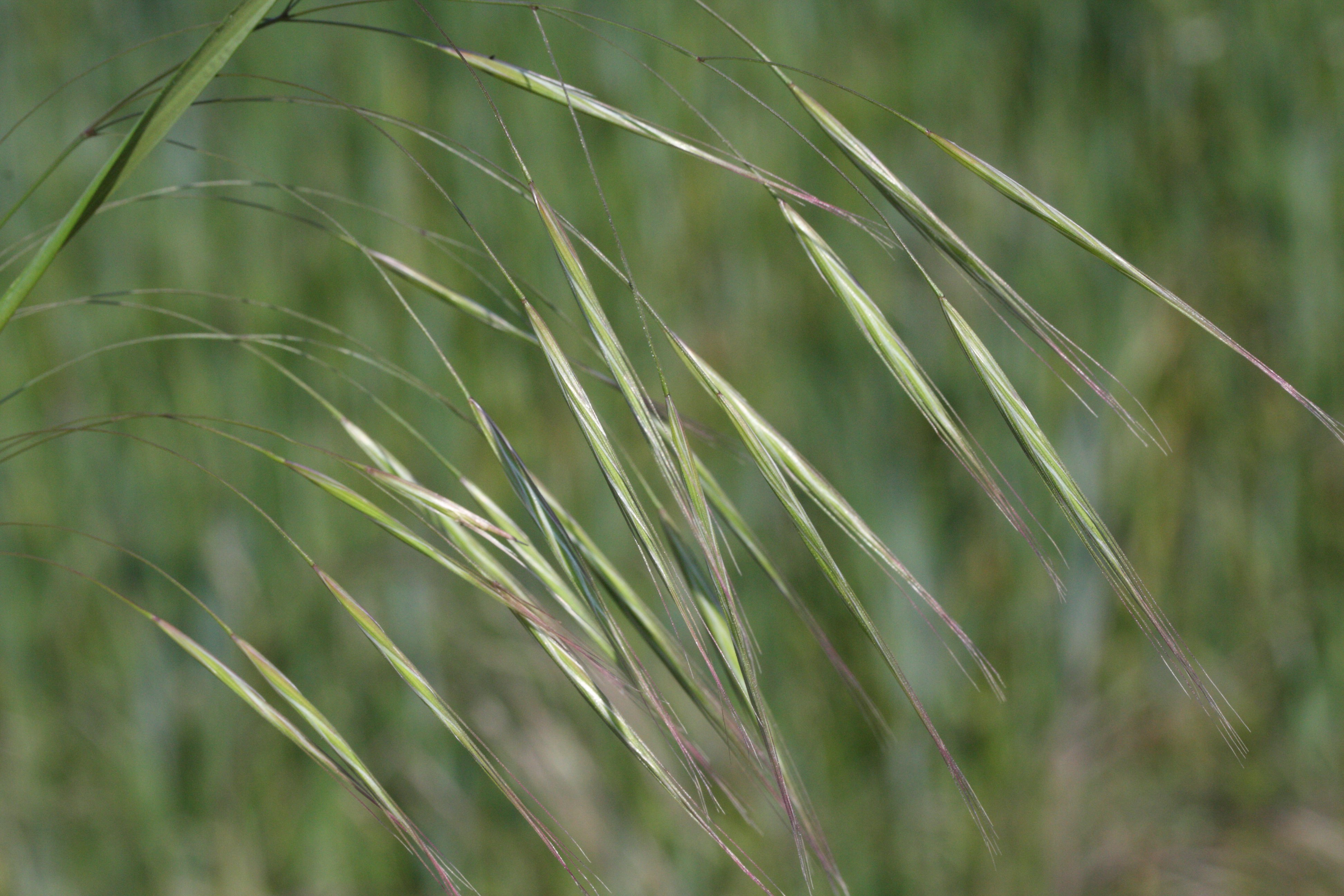 bromus_sterilis2md
