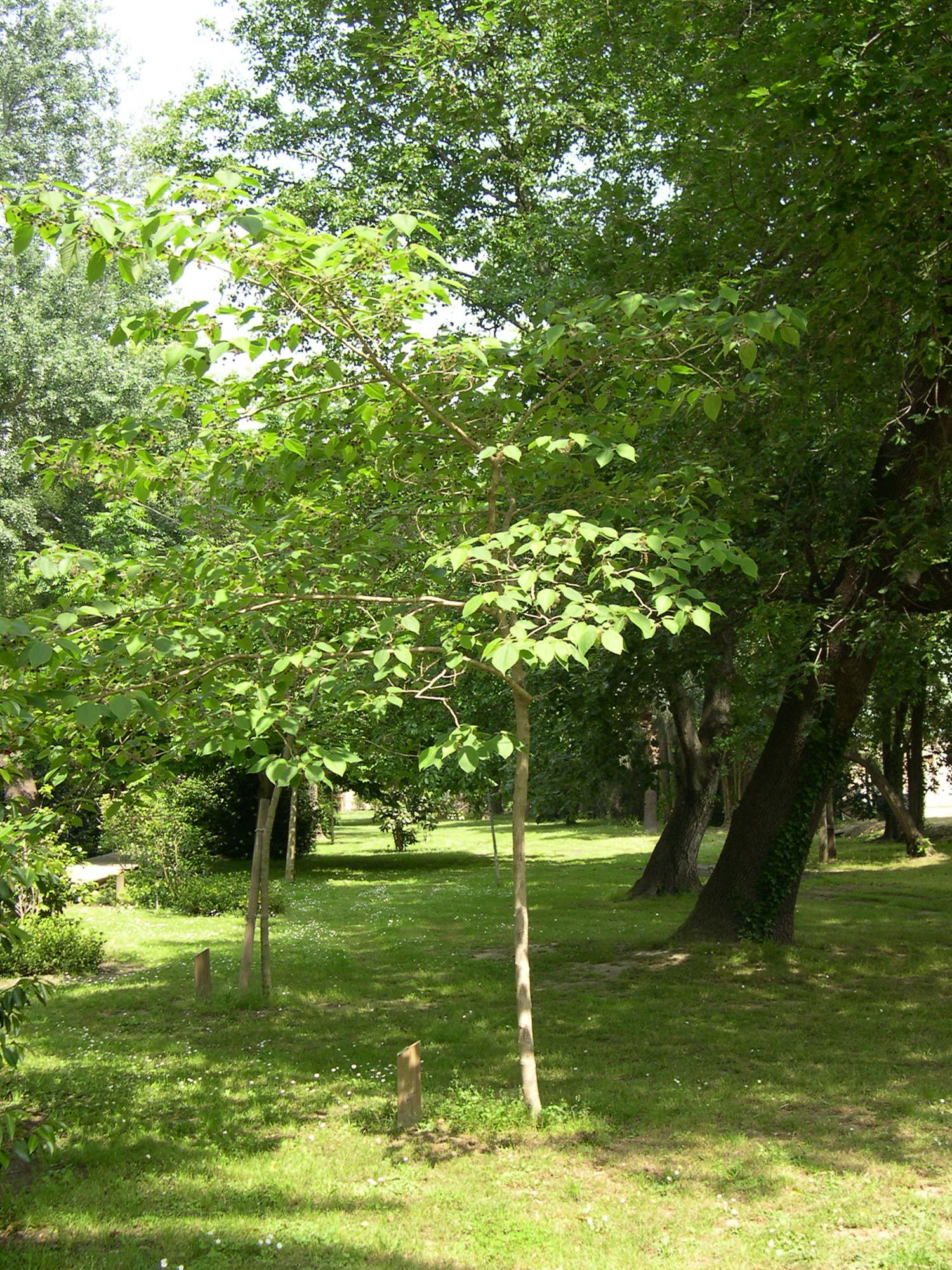 broussonetia_papyrifera1md