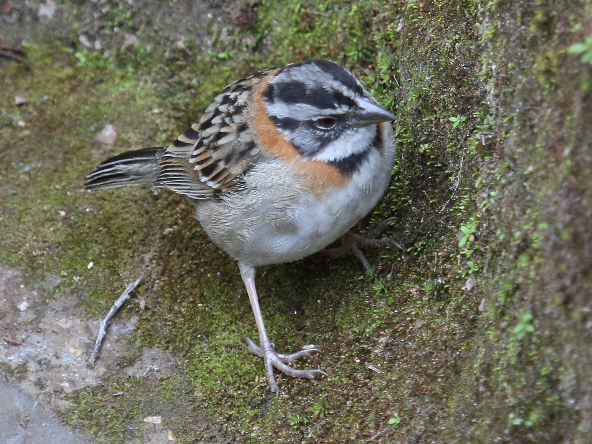 bruant_chingolo_-_zonotrichia_capensis1bd