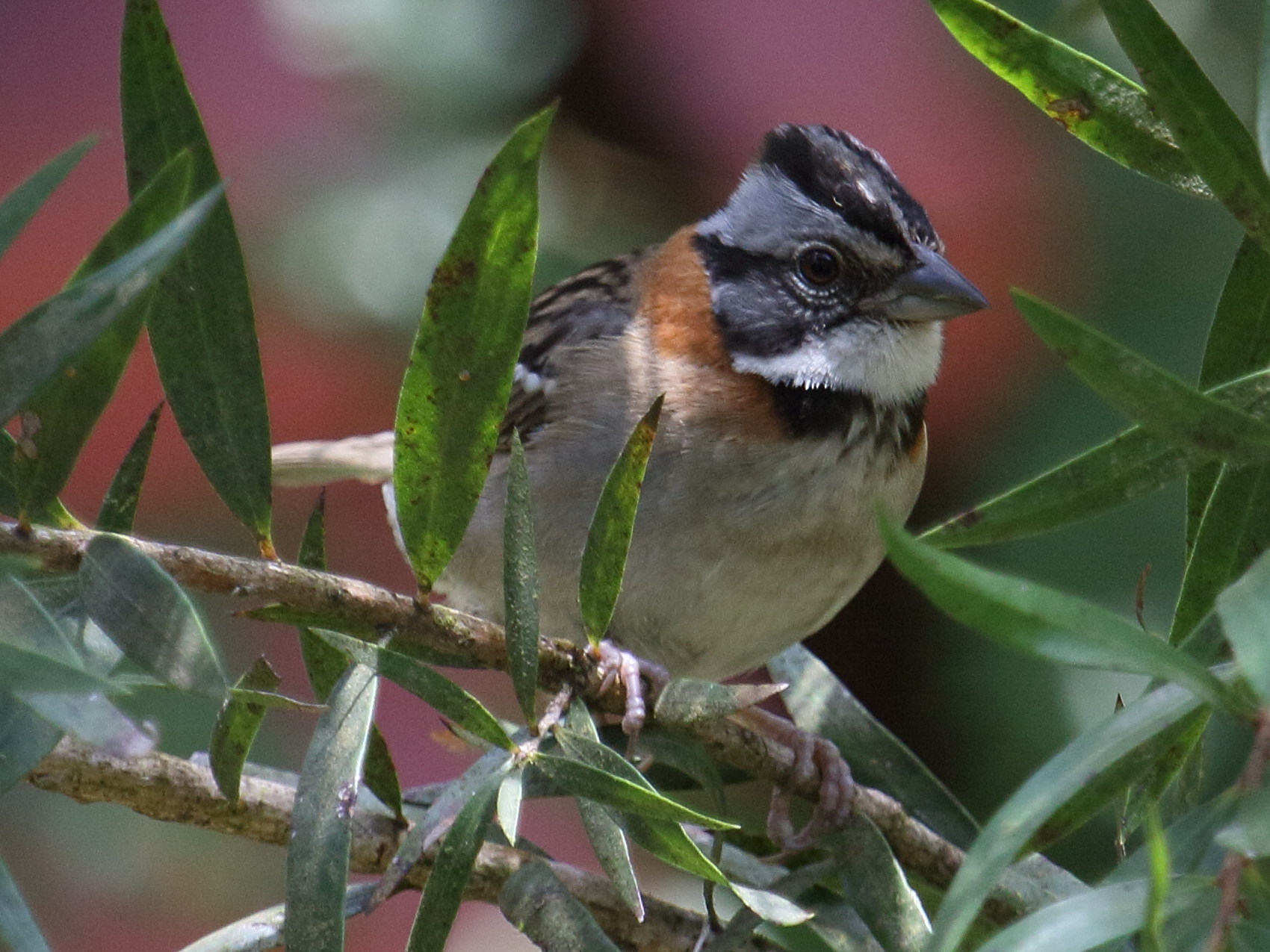 bruant_chingolo_-_zonotrichia_capensis3bd