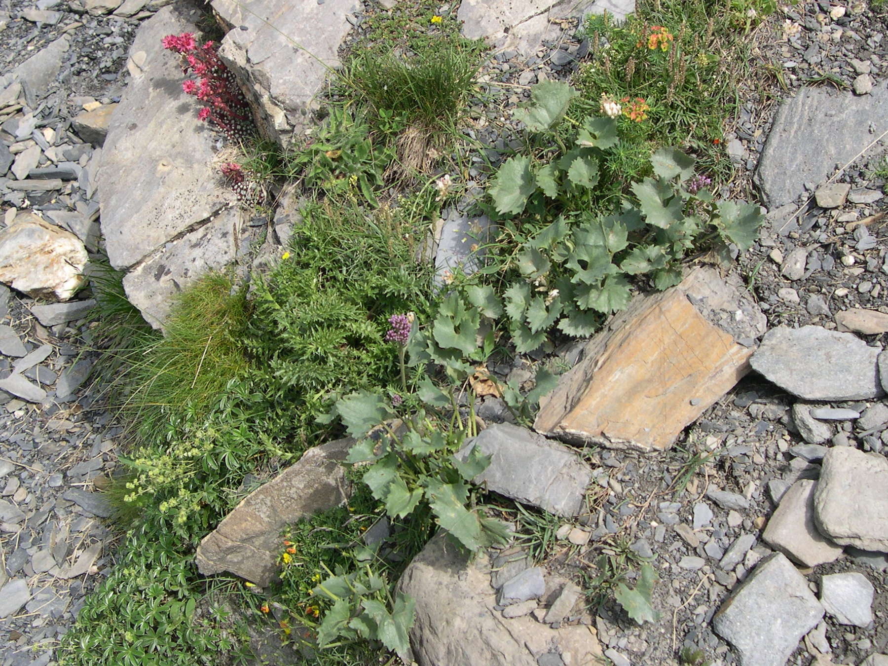 Afficher le média Cacalia_leucophylla Cacalia_leucophylla