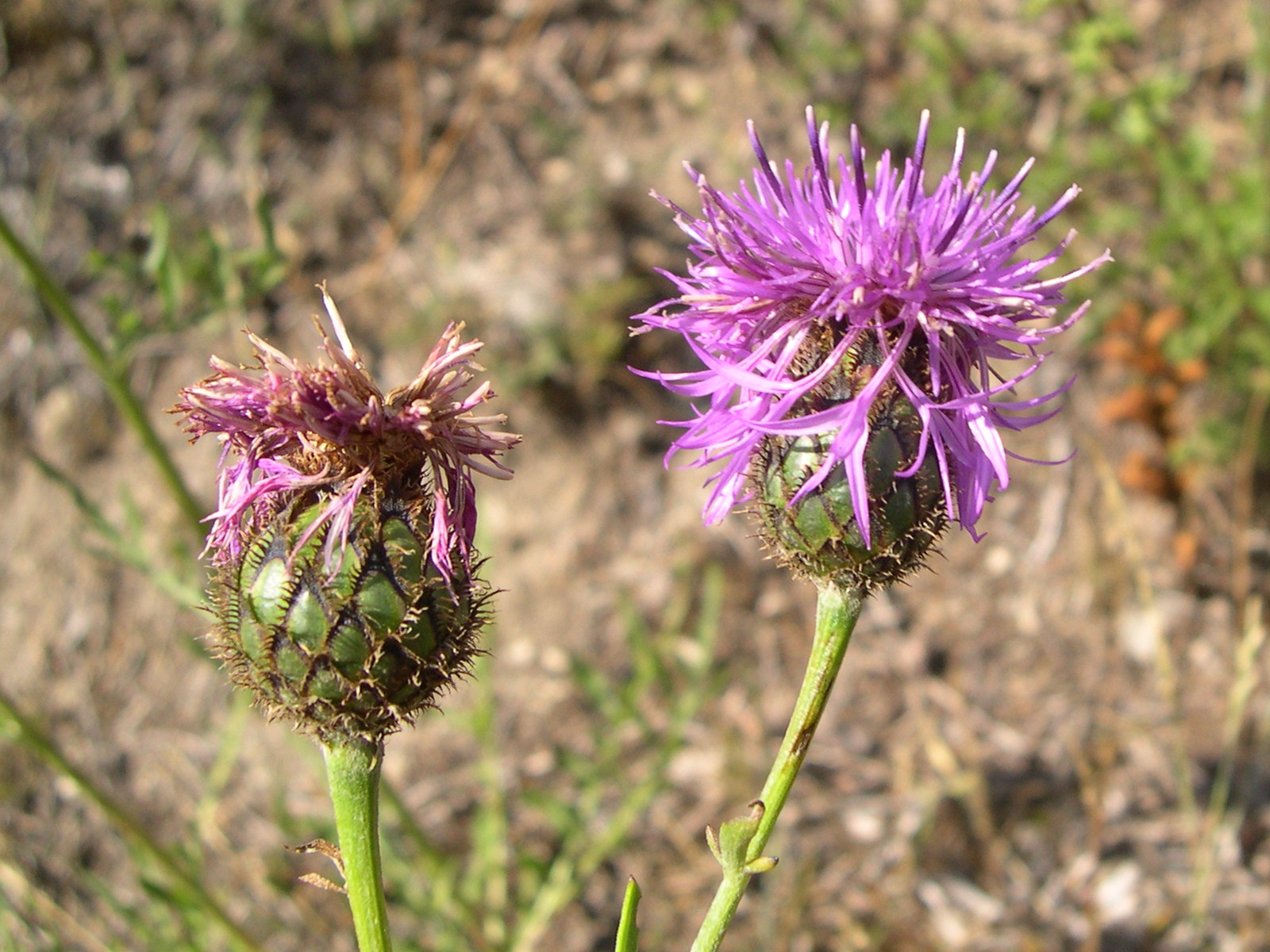 Afficher le média centaurea_scabiosa5bmd centaurea_scabiosa5bmd