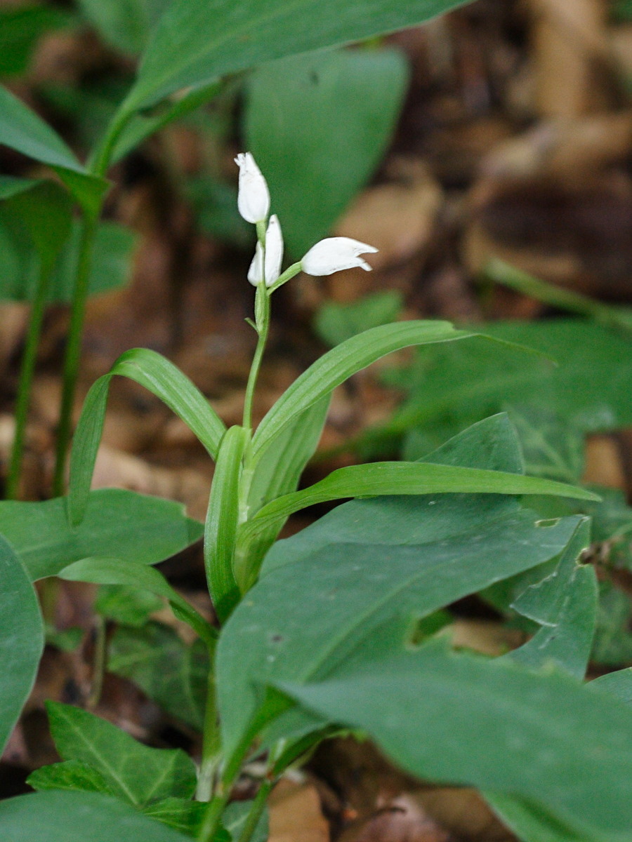 Afficher le média cephalanthera_longifolia1md cephalanthera_longifolia1md