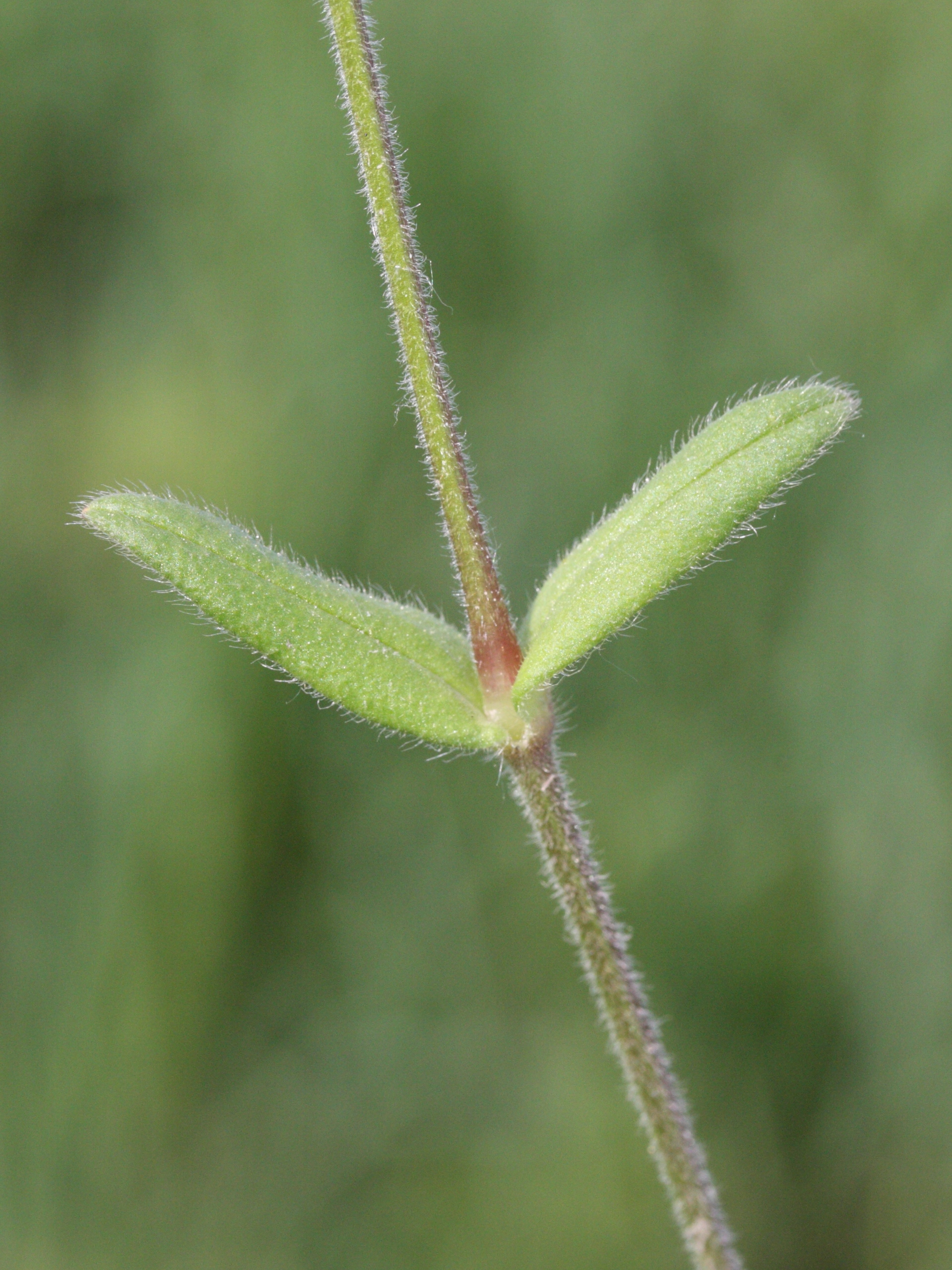 Afficher le média cerastium_fontanum2md cerastium_fontanum2md