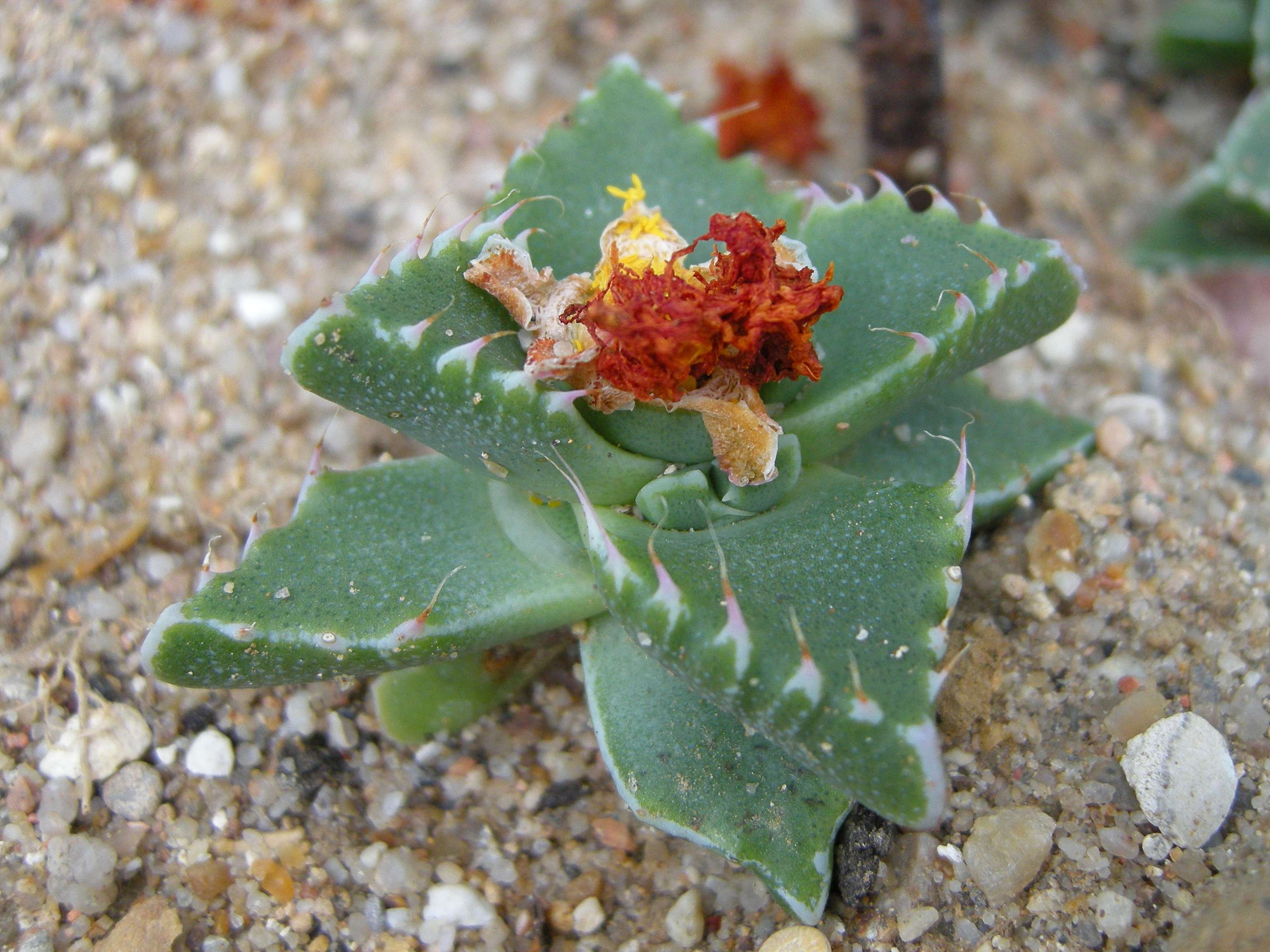 Afficher le média cerochlamys_pachyphylla1md cerochlamys_pachyphylla1md