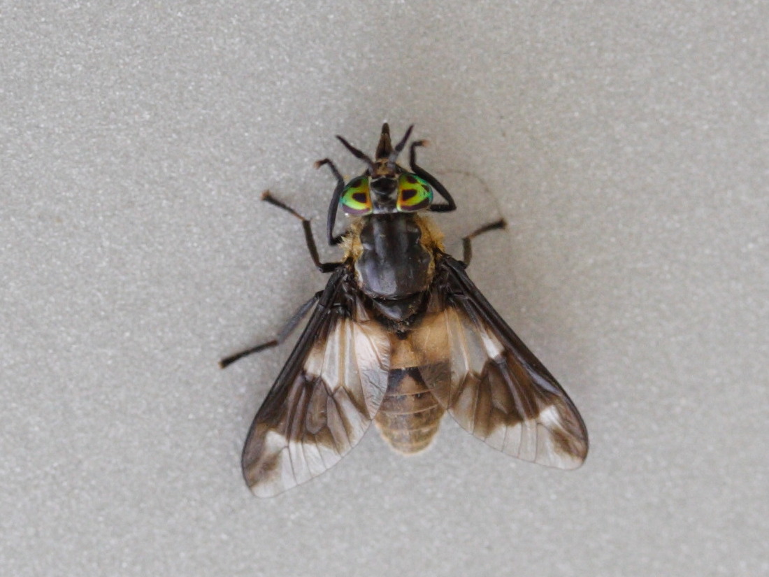 chrysops_caecutiens2bd