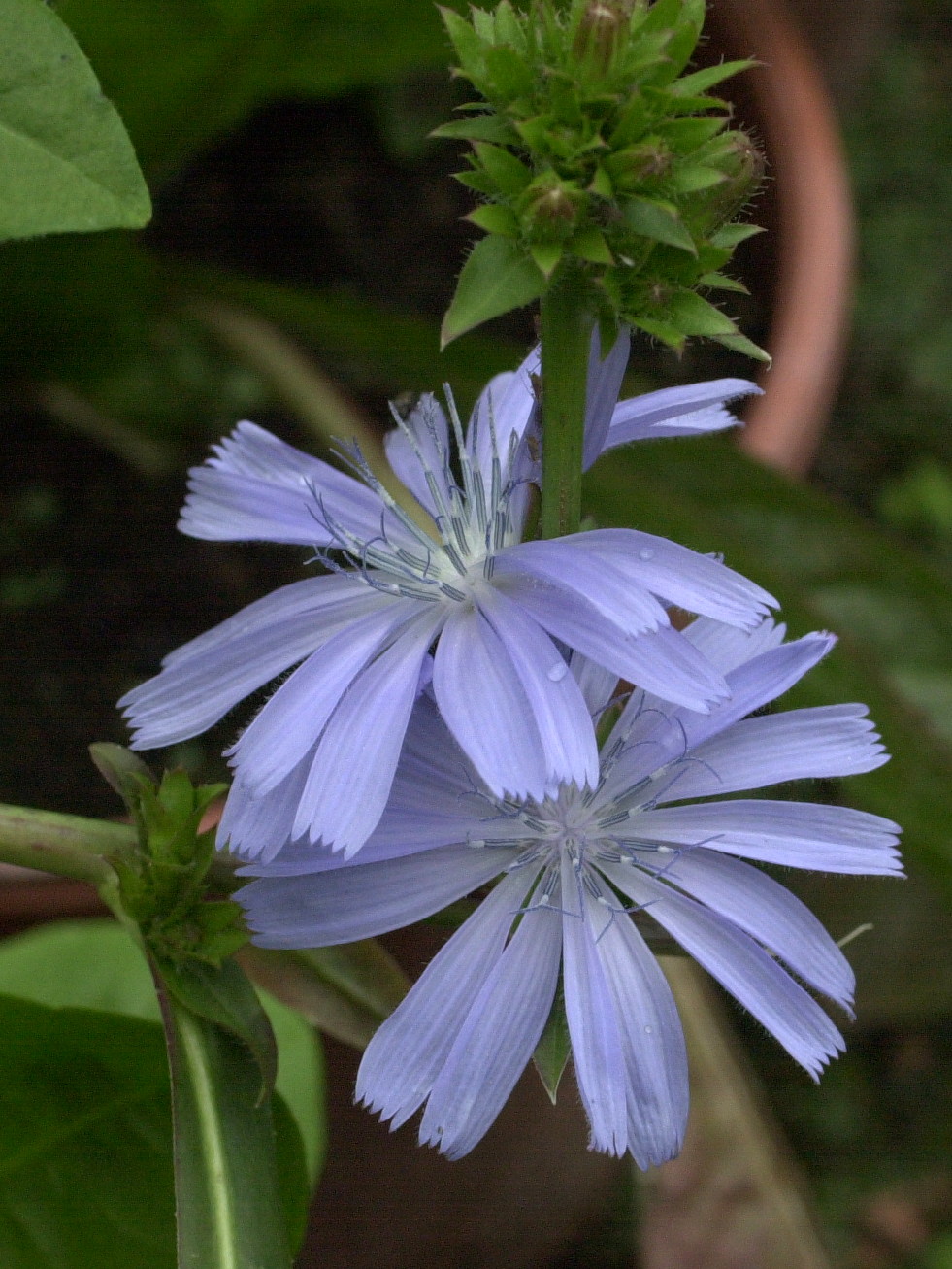 Afficher le média cichorium_intybus_sativum2md cichorium_intybus_sativum2md