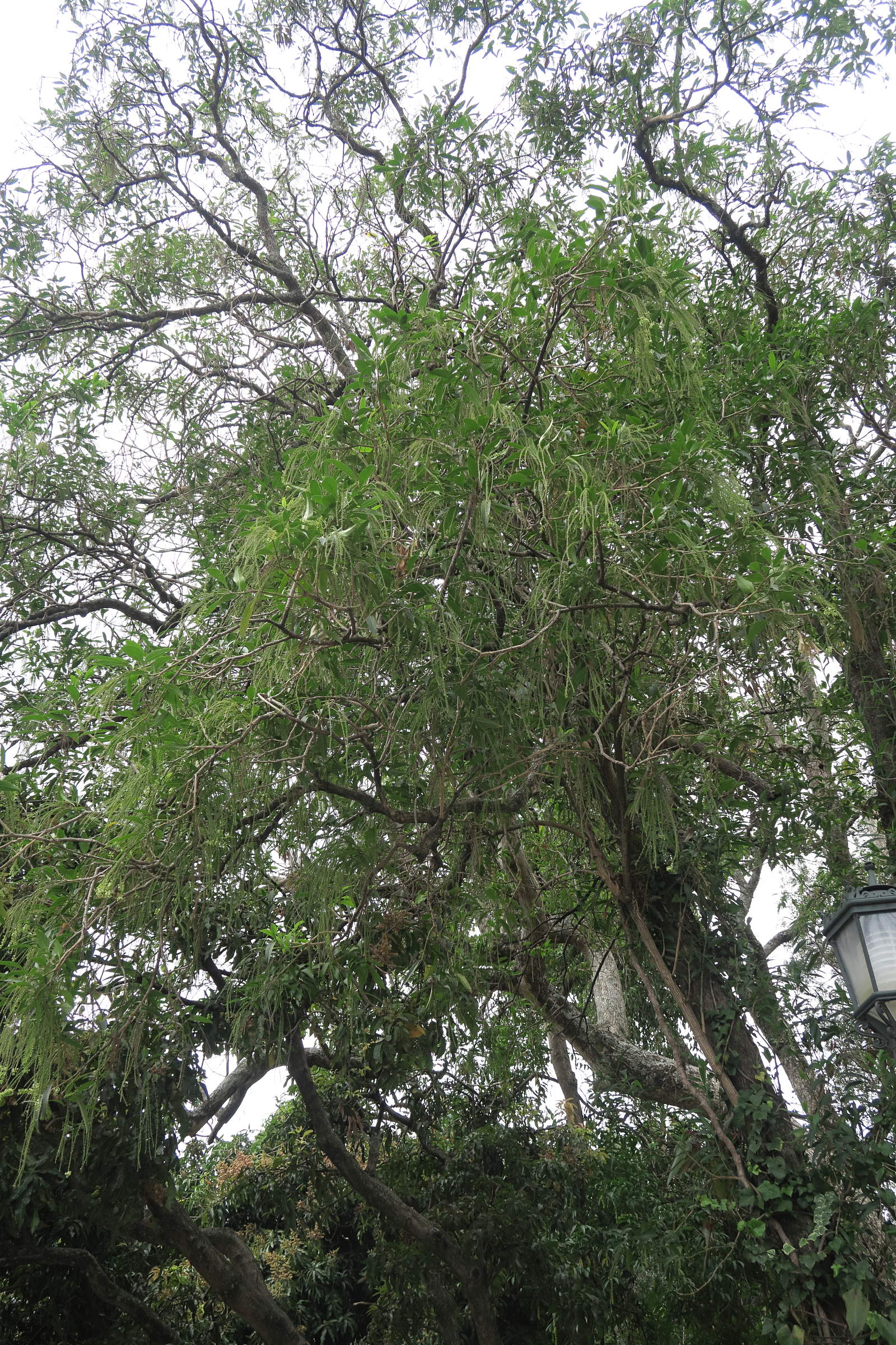 citharexylum_donnell-smithii3md