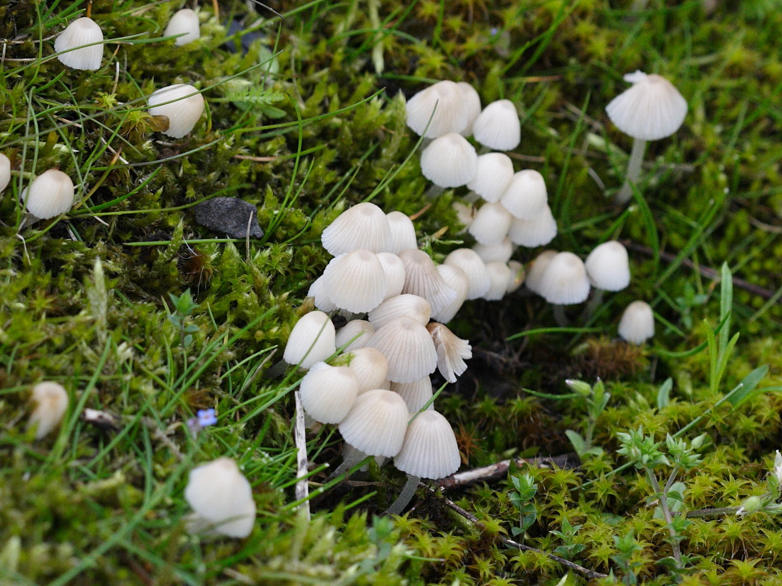 Afficher le média coprinellus_disseminatus1bd coprinellus_disseminatus1bd
