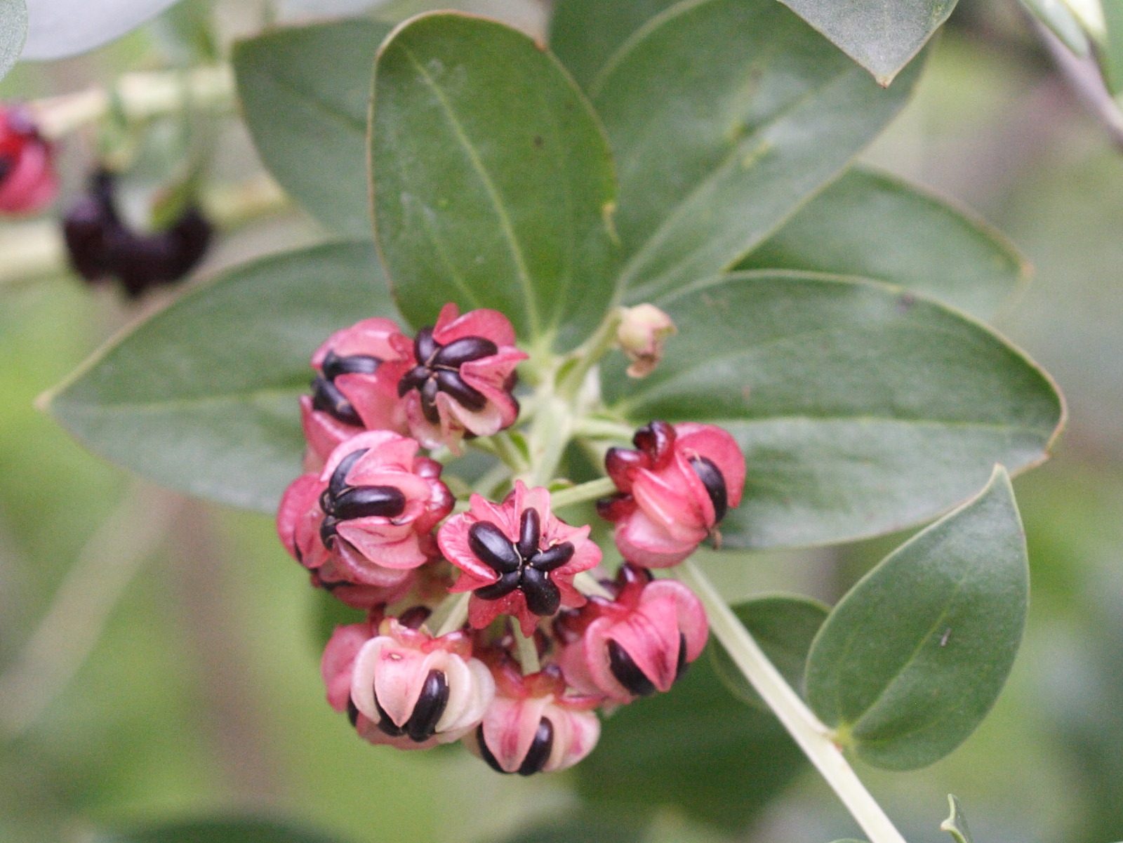 Afficher le média coriaria_myrtifolia3md coriaria_myrtifolia3md