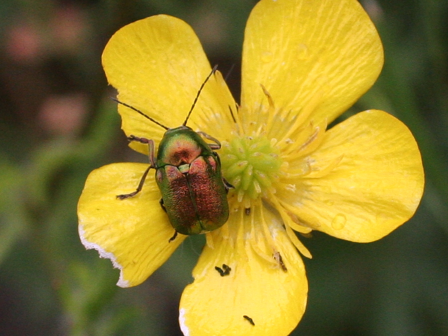 cryptocephalus_sericeus1md