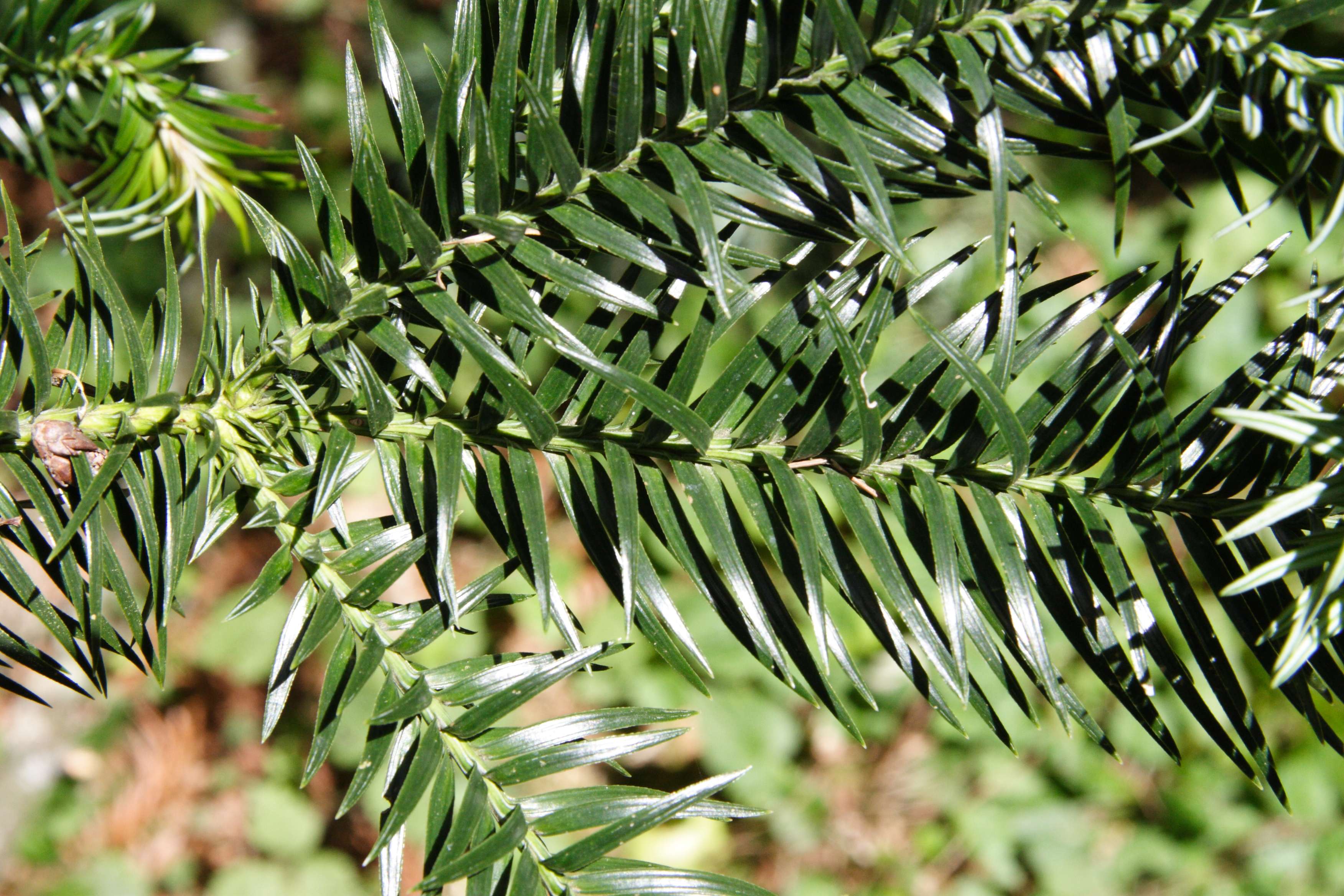 cunninghamia_lanceolata2md