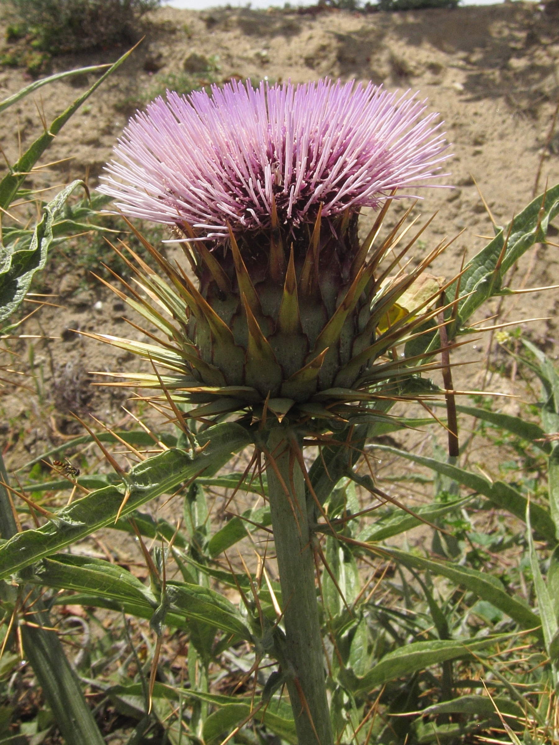 cynara_cardunculus5bd