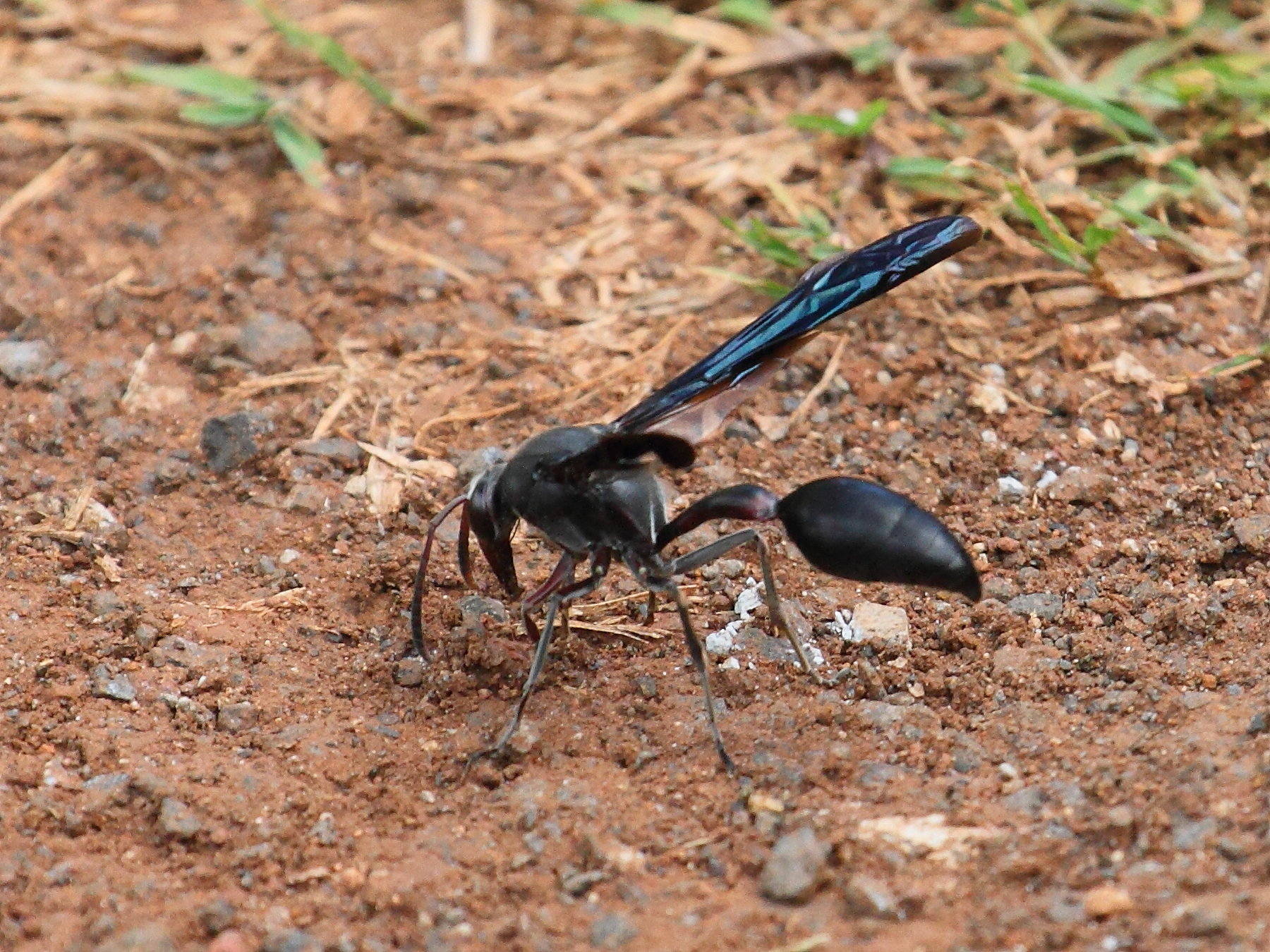 delta_emarginatum1bd