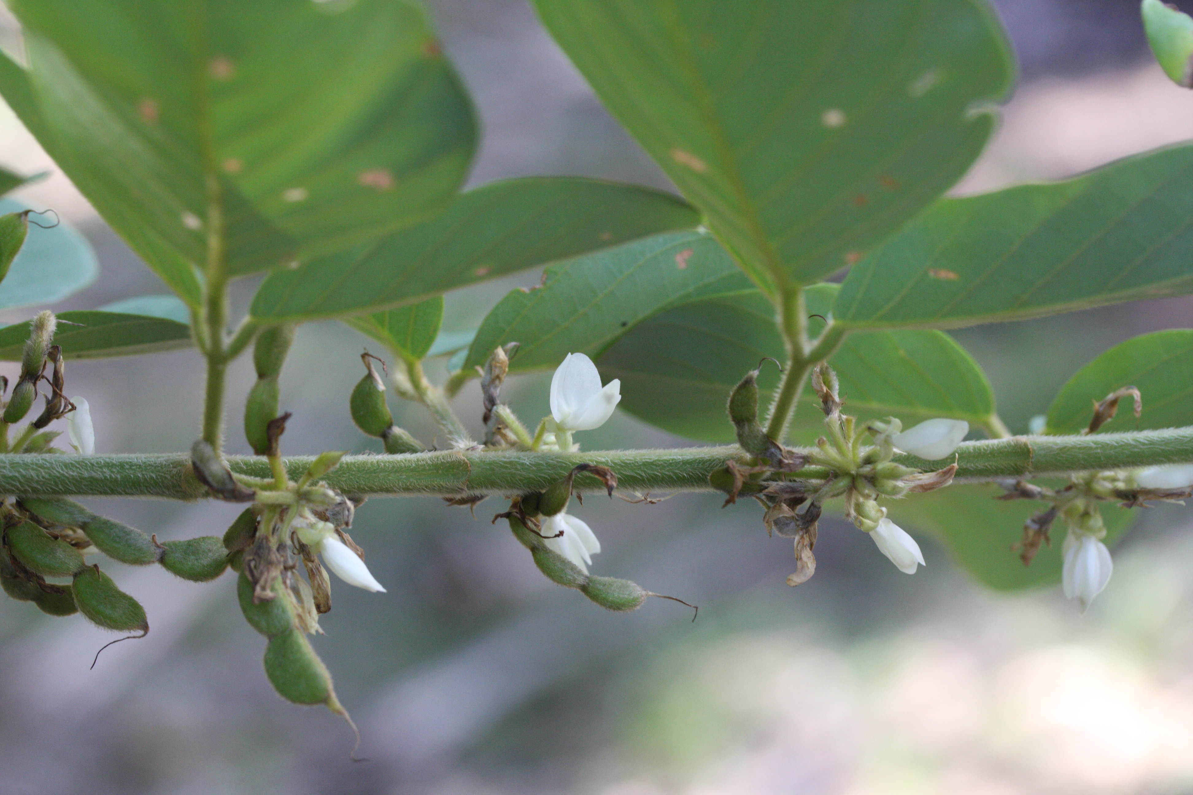 Afficher le média dendrolobium_umbellatum3md dendrolobium_umbellatum3md