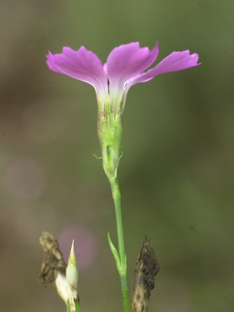 dianthus_graniticus3md