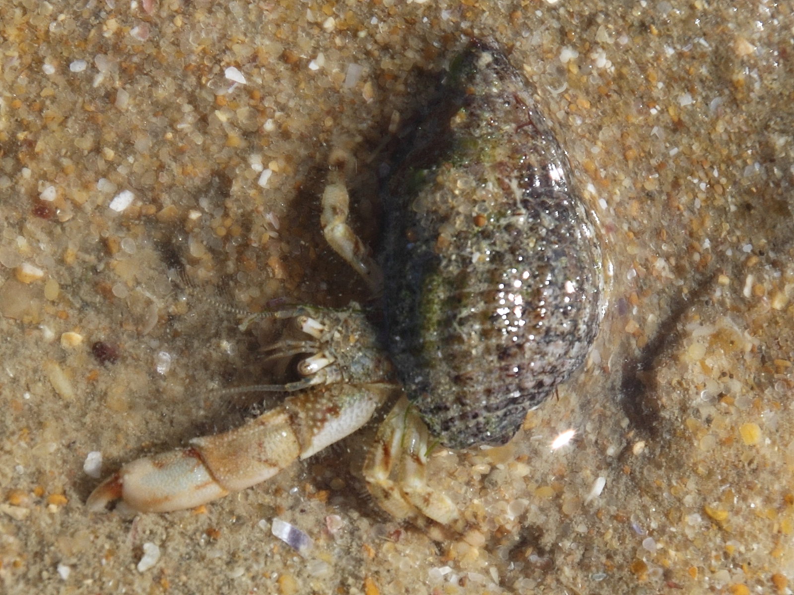 diogenes_pugilator1cd