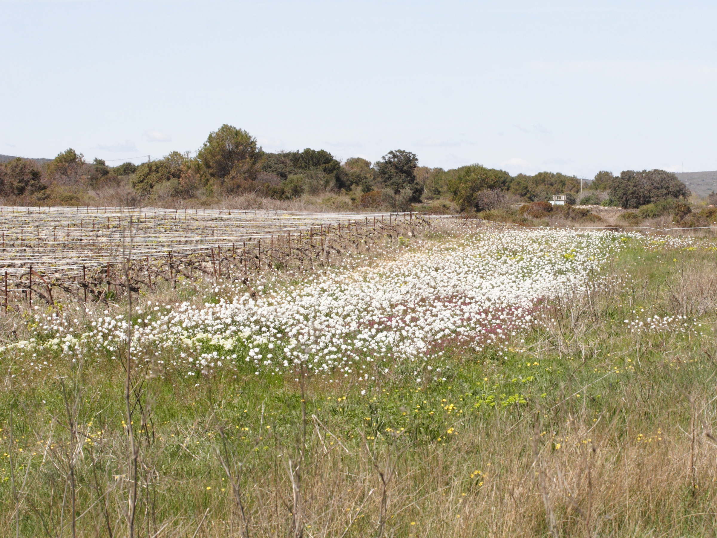 Afficher le média diplotaxis_erucoides3md diplotaxis_erucoides3md