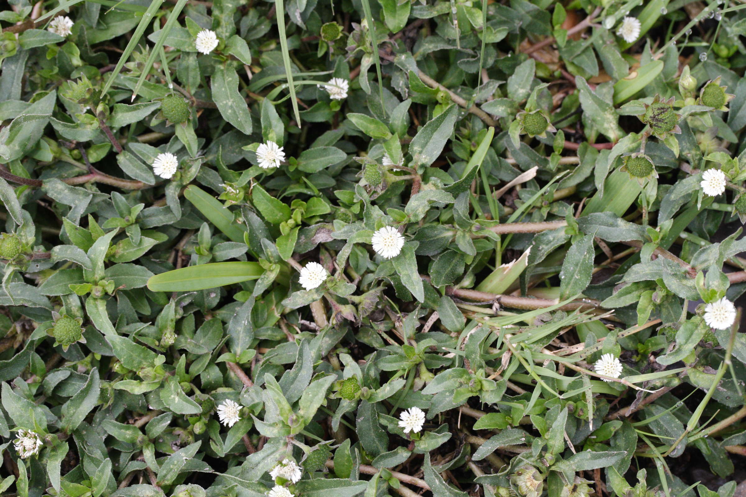 eclipta_prostrata1md