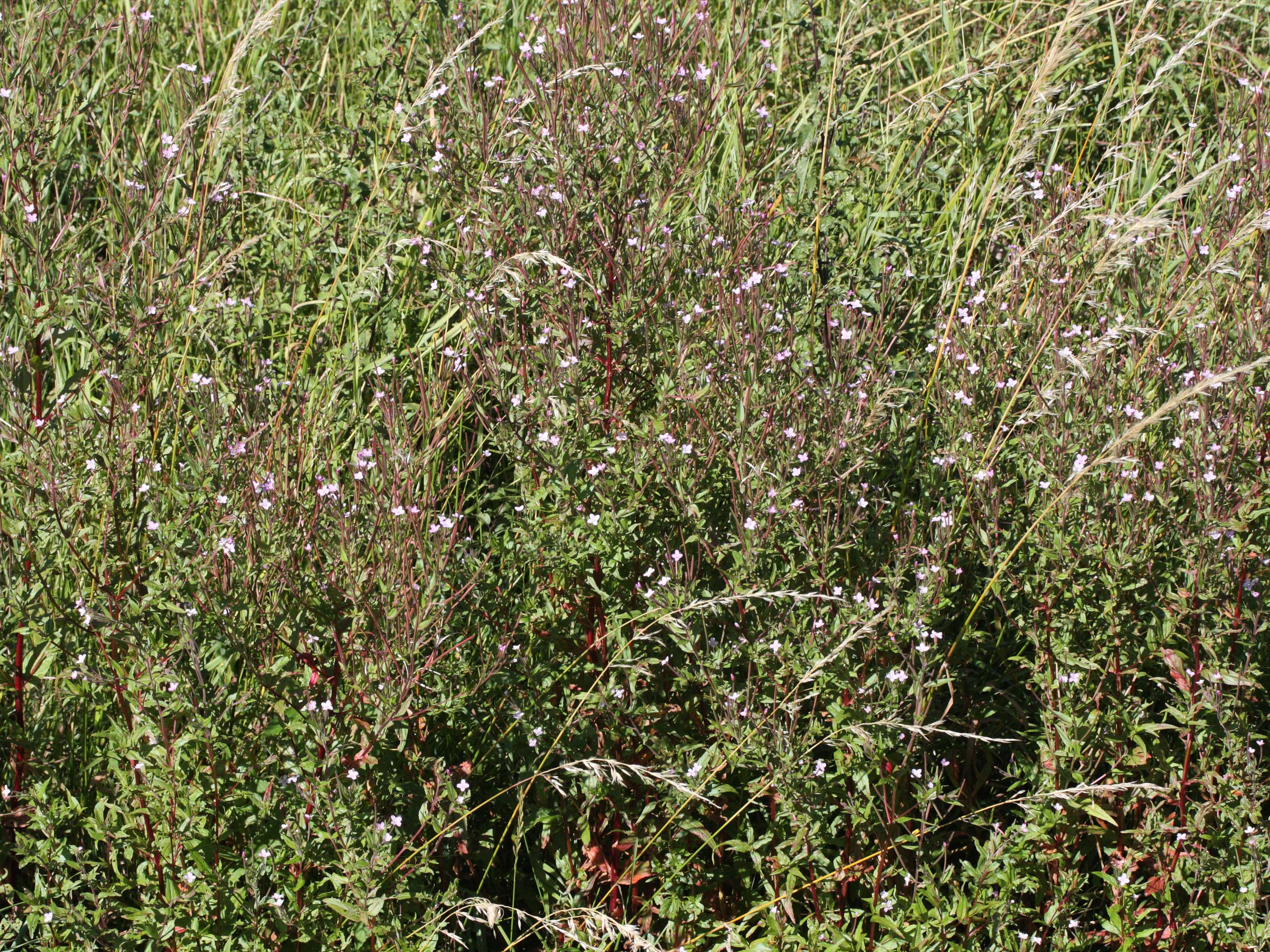 epilobium_roseum1md