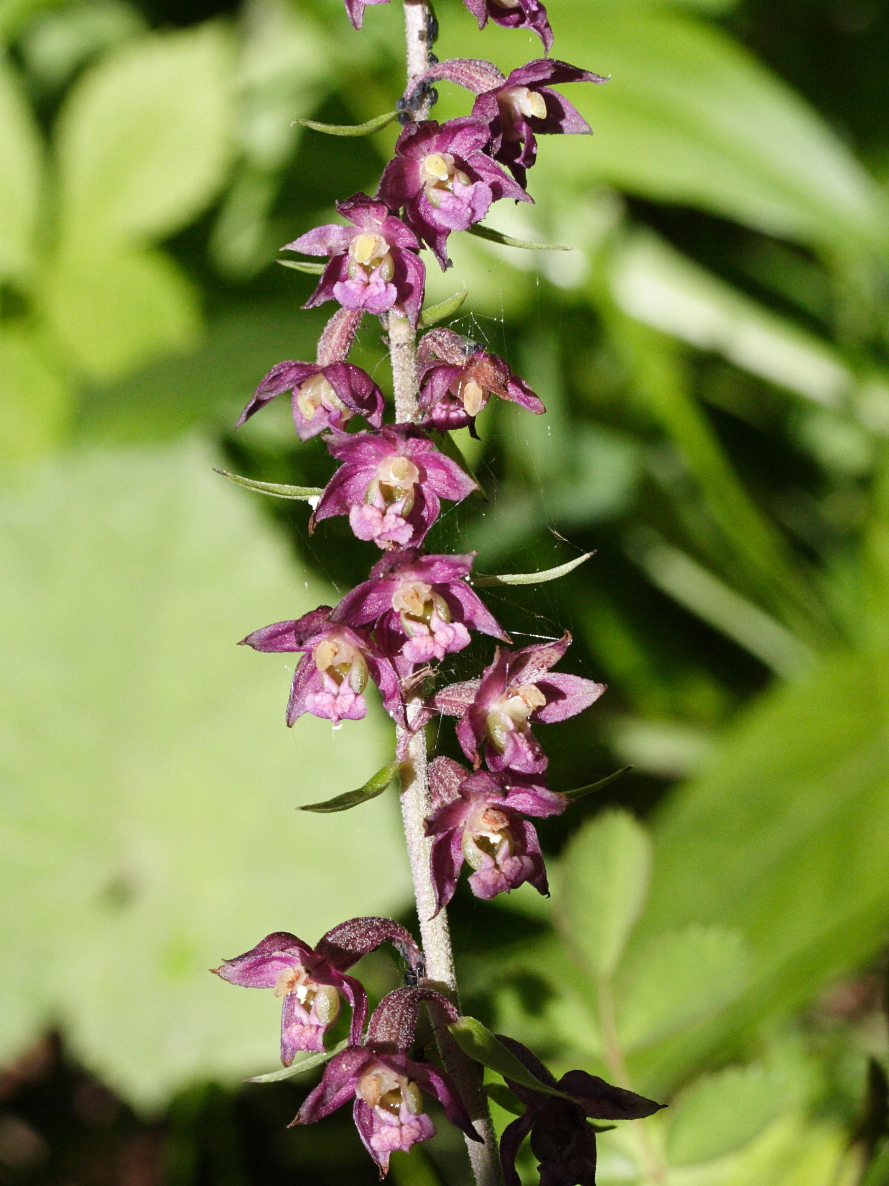 epipactis_atrorubens2md