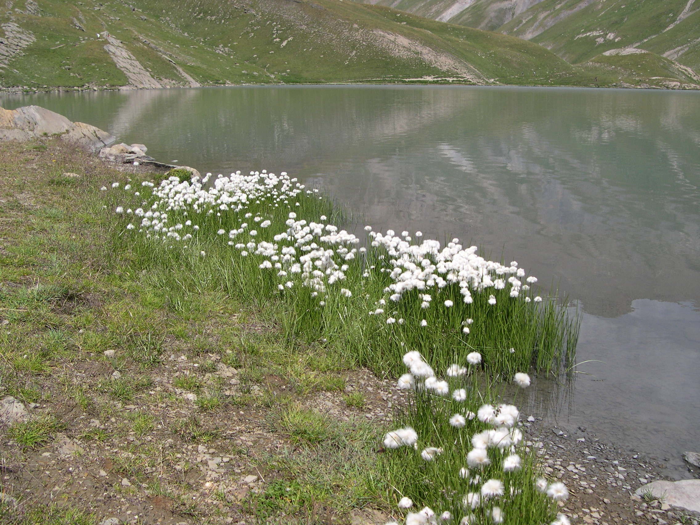 eriophorum_scheuchzeri1md
