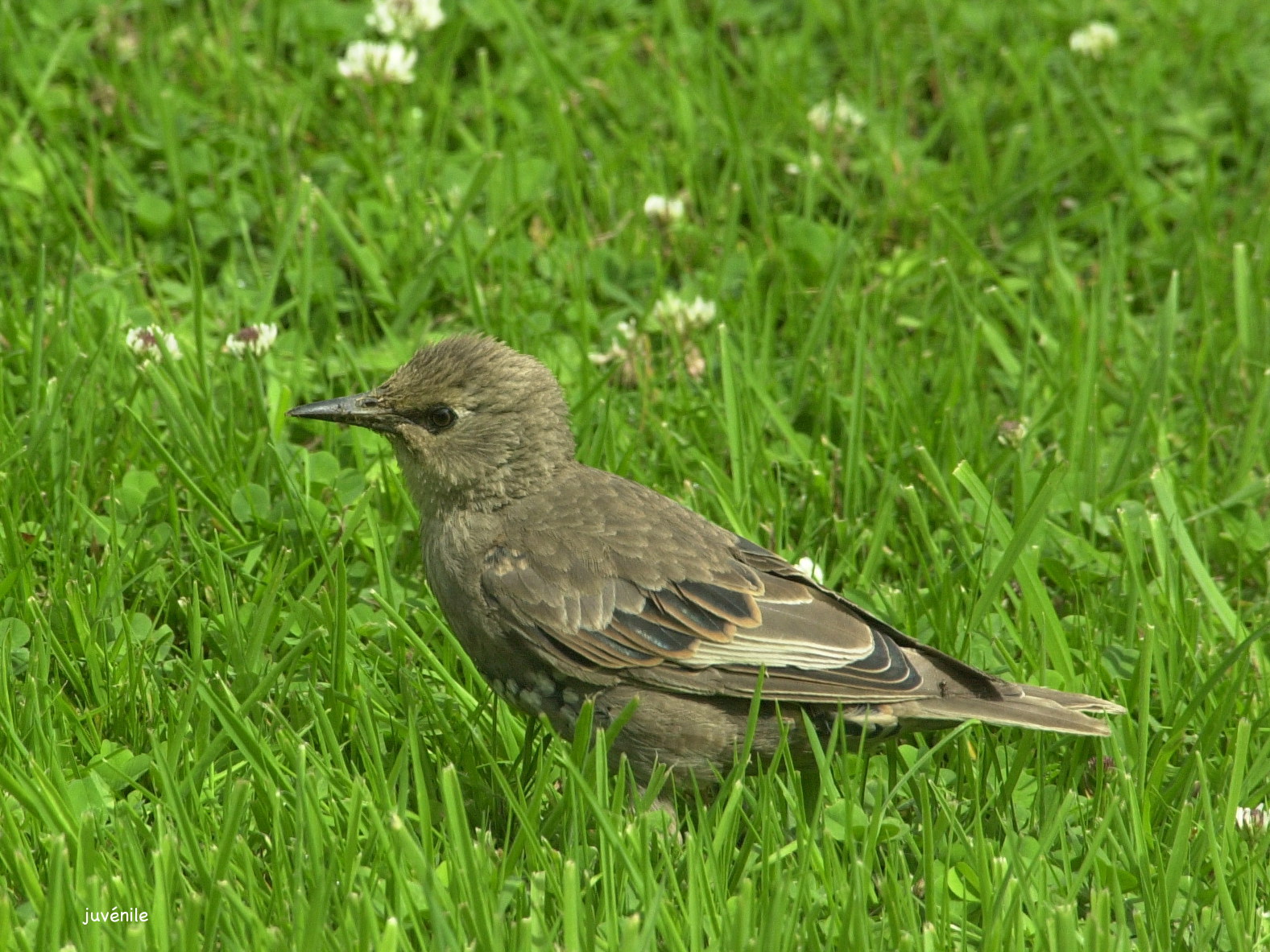 etourneau_sansonnet_-_sturnus_vulgaris5bd