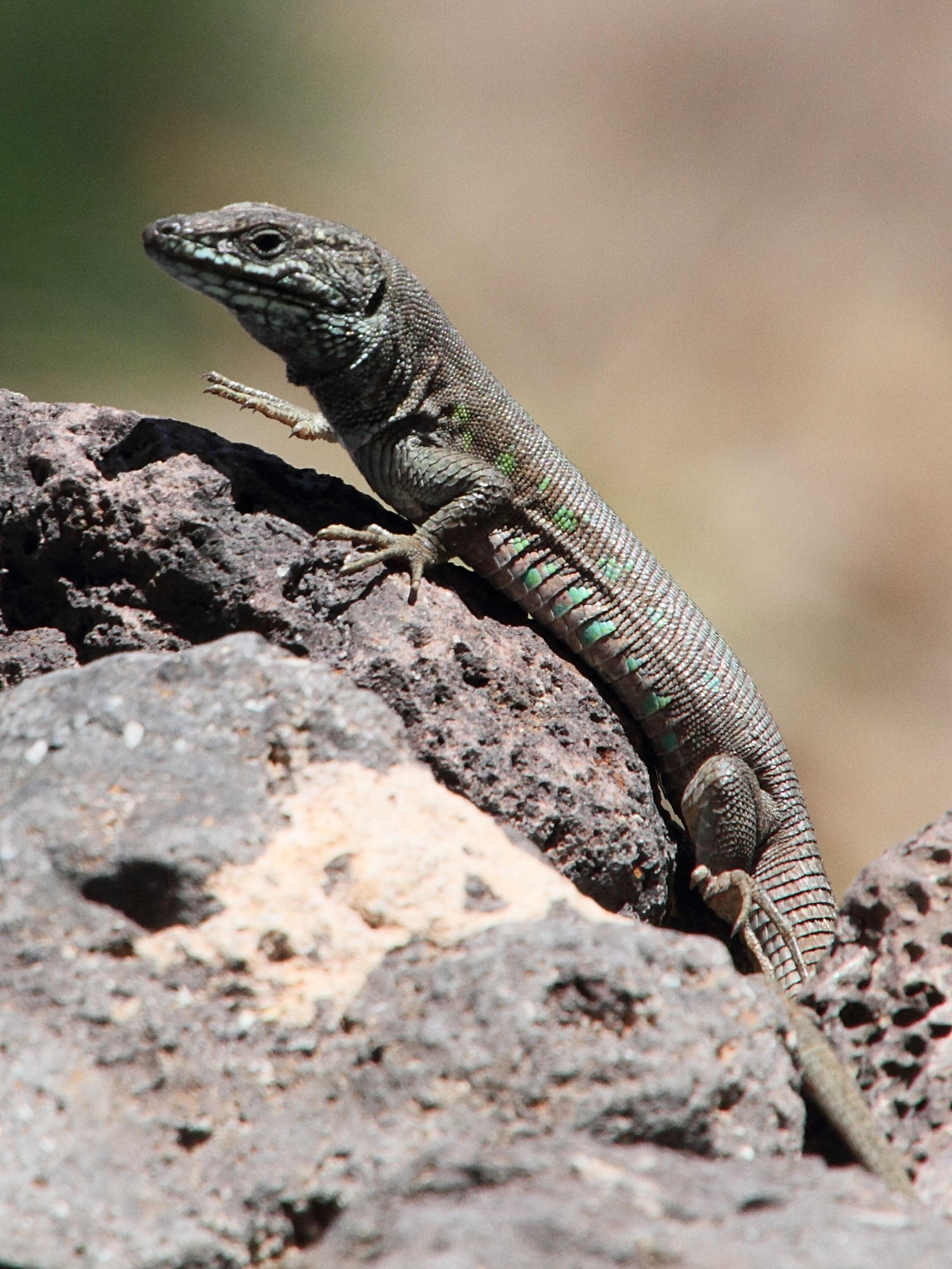 gallotia_atlantica2md