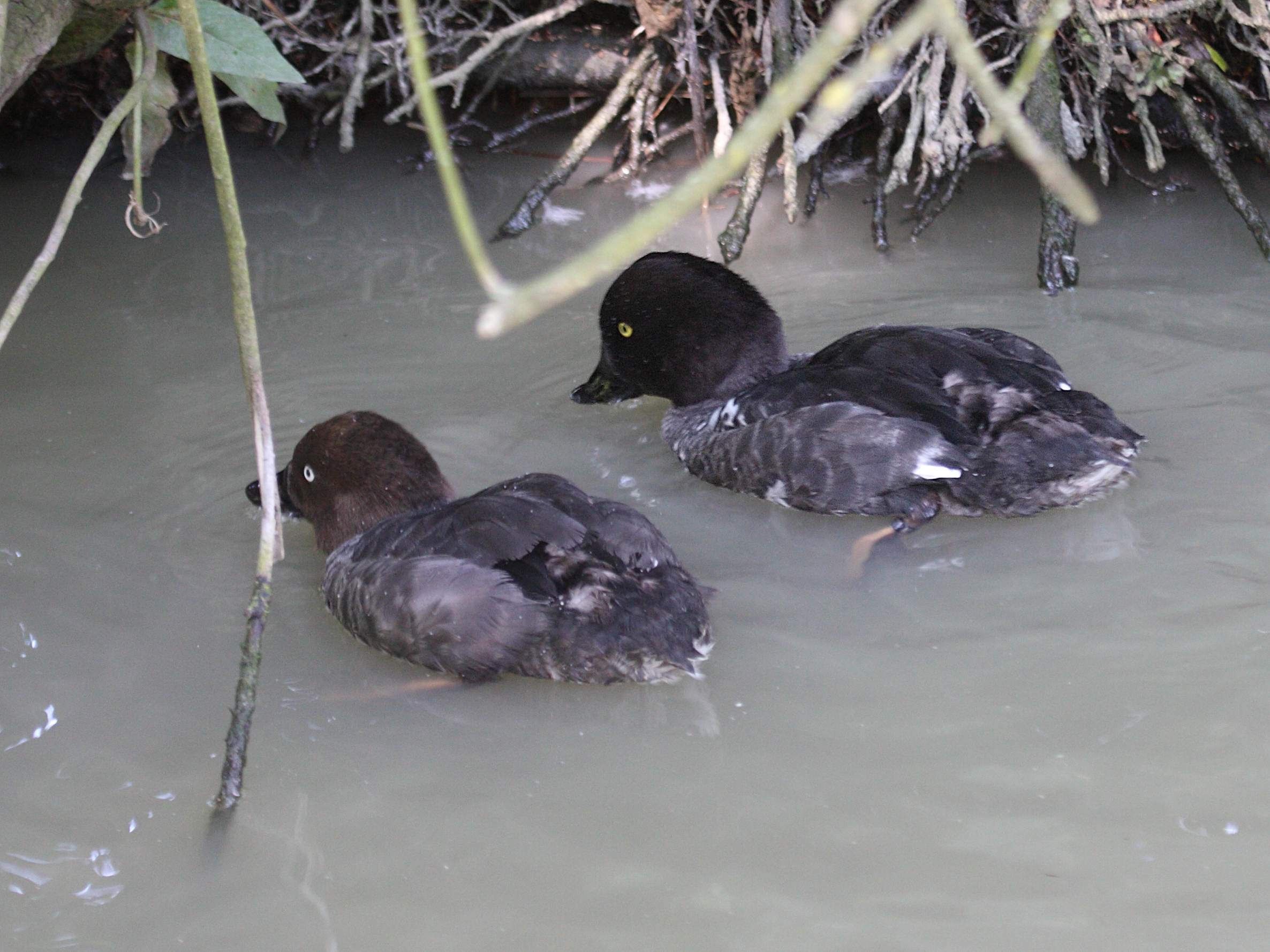 garrot_a_oeil_d-or_-_bucephala_clangula5bd