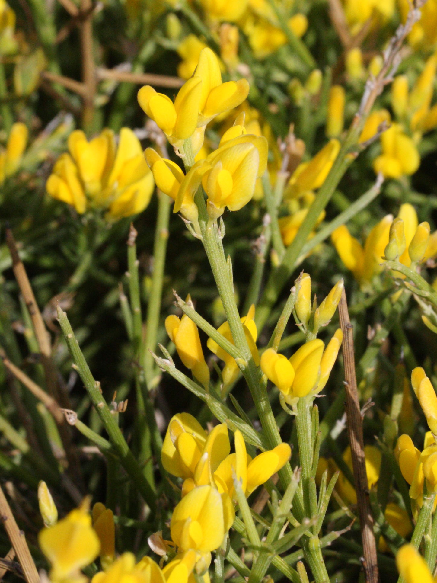genista_acanthoclada2md