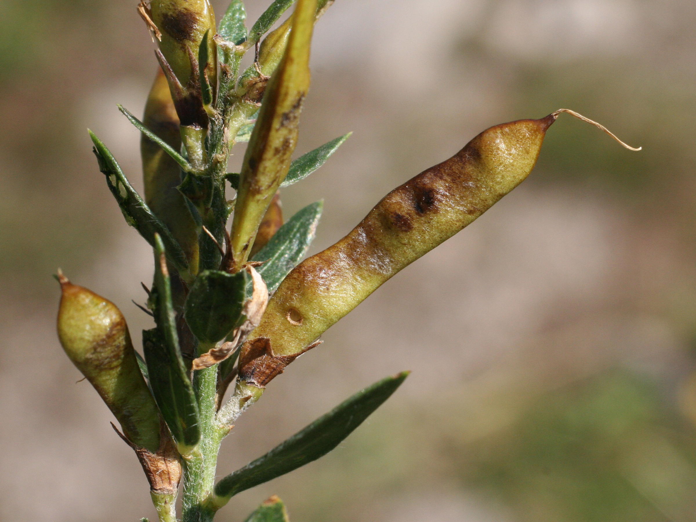 Afficher le média genista_tinctoria_delarbrei2md genista_tinctoria_delarbrei2md