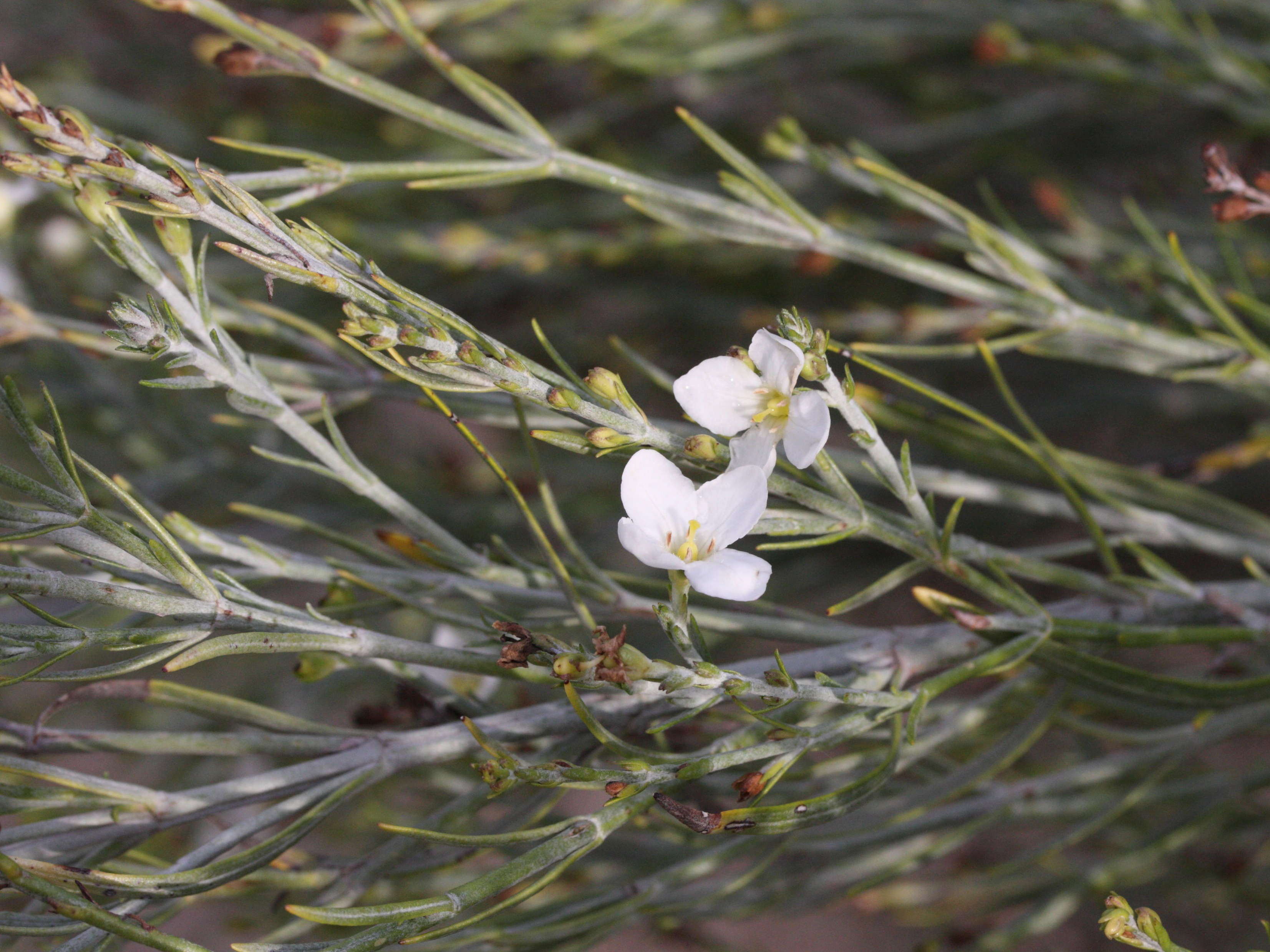Afficher le média gomphostigma_virgatum3md gomphostigma_virgatum3md