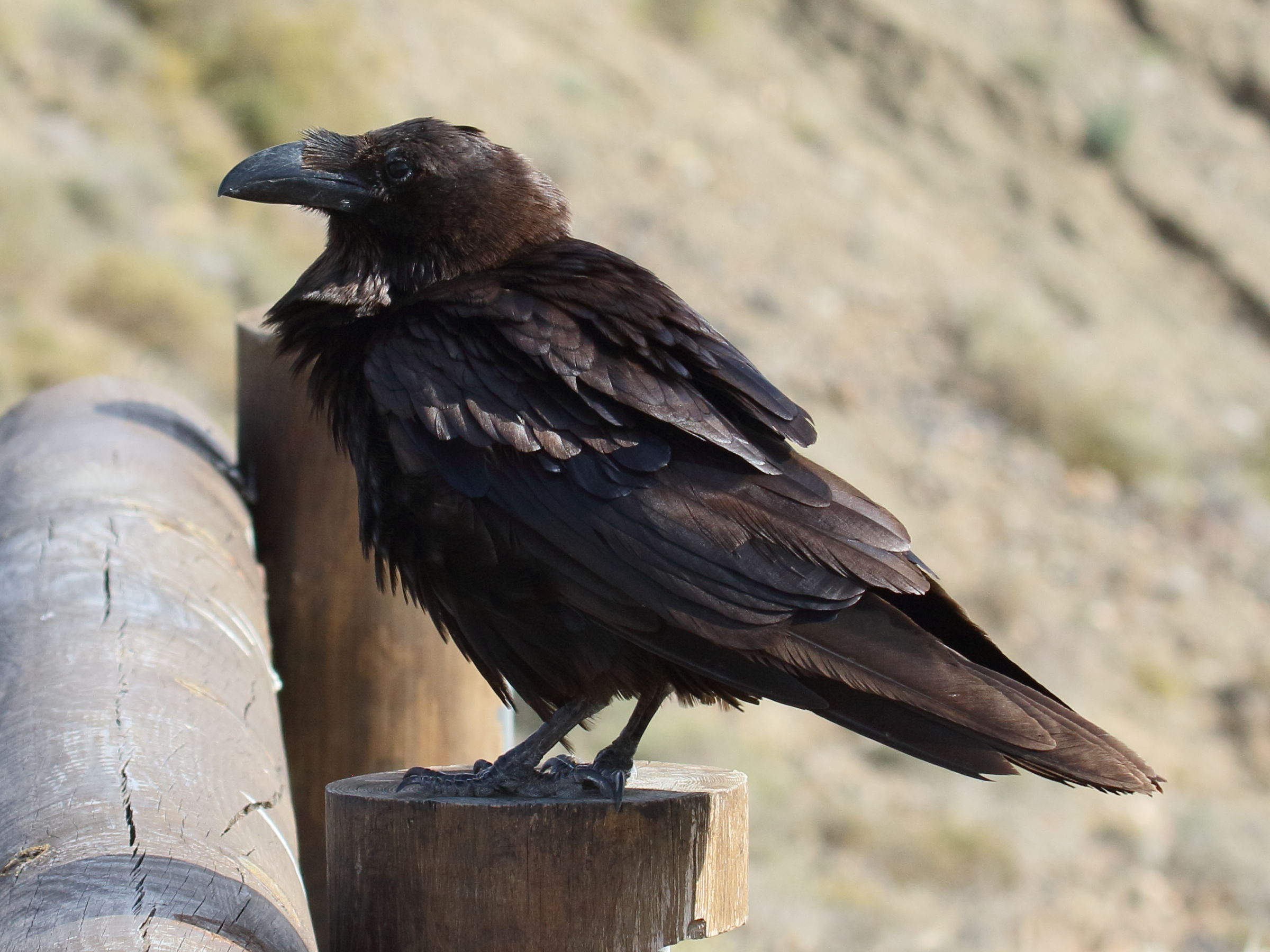 grand_corbeau_-_corvus_corax5bd