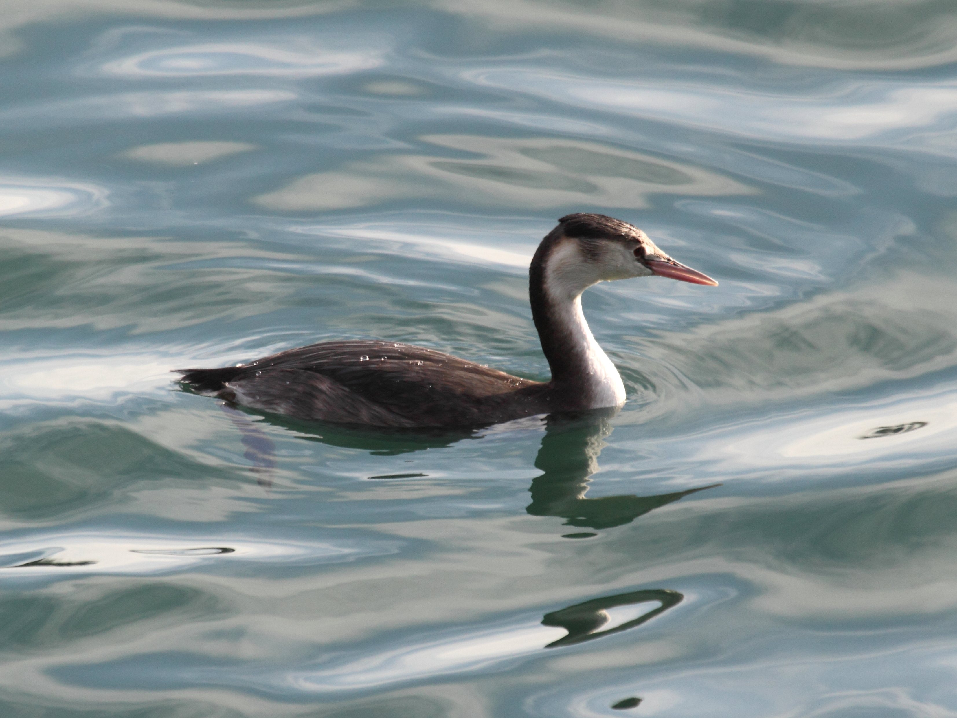 grebe_huppe_-_podiceps_cristatus5bd