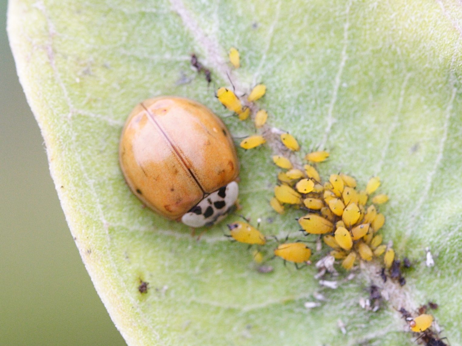 Afficher le média harmonia_axyridis9md harmonia_axyridis9md