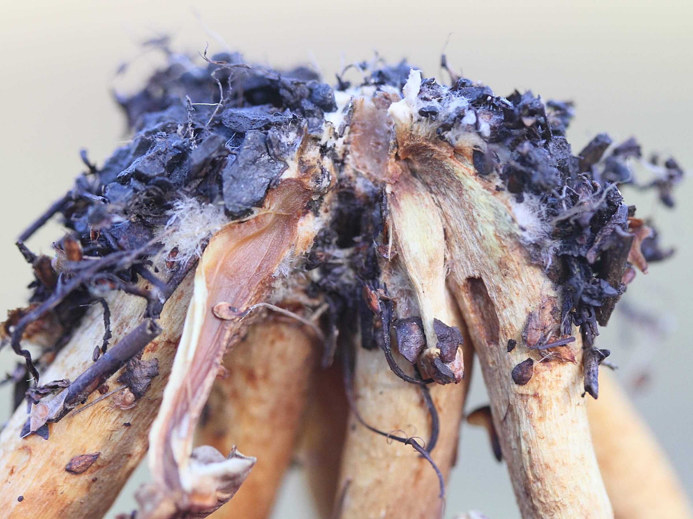 Afficher le média hebeloma_mesophaeum3md hebeloma_mesophaeum3md