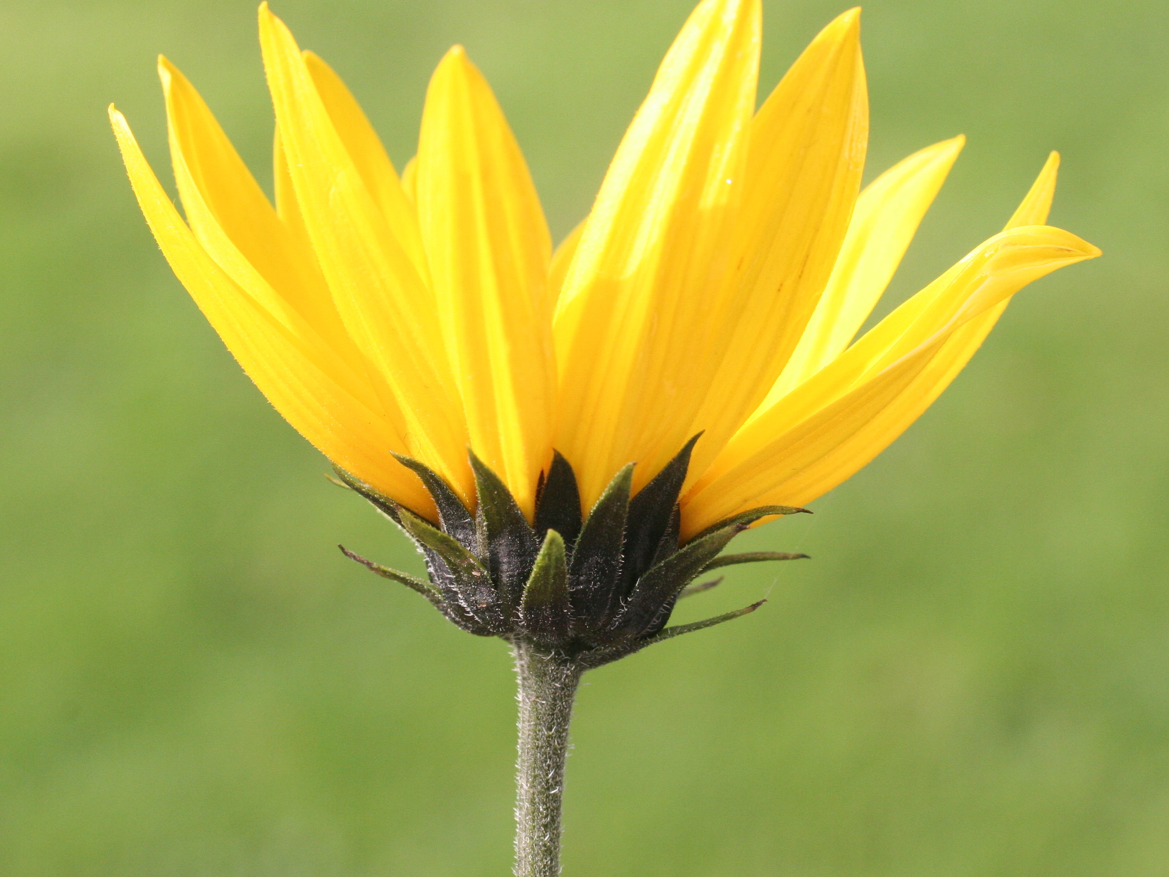Afficher le média helianthus_tuberosus5md helianthus_tuberosus5md