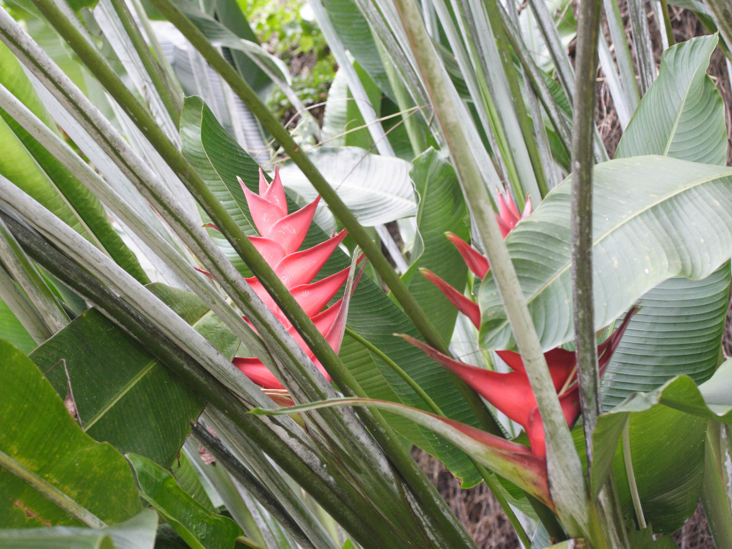 heliconia_caribaea1md