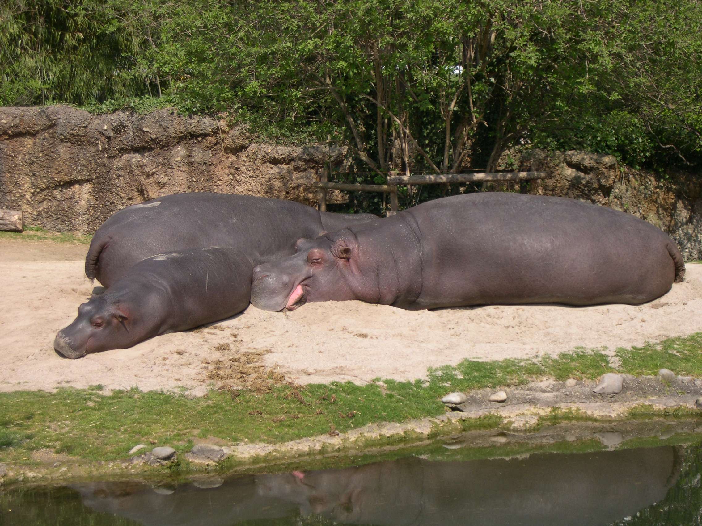 hippopotamus_amphibius4sd