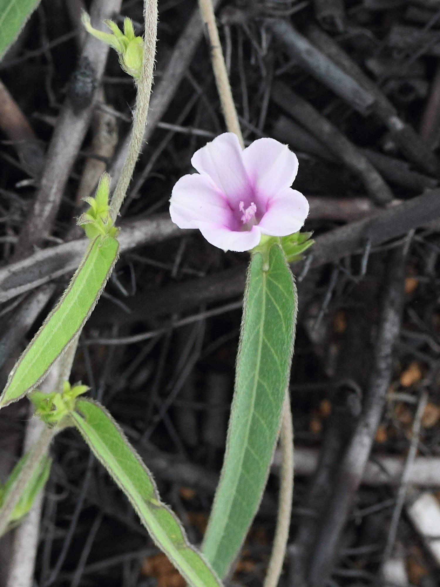 ipomoea_eriocarpa3md