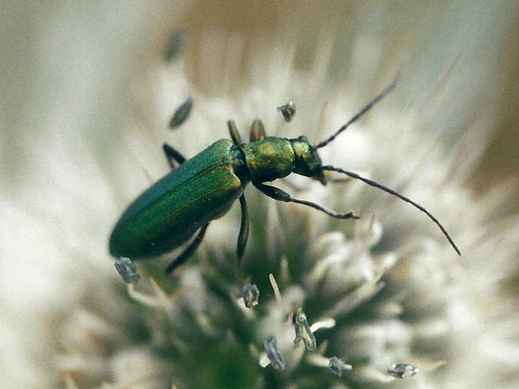 ischnomera_cyanea1md