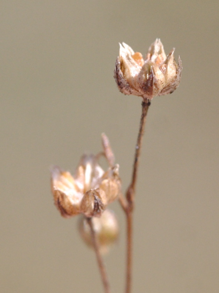 linum_catharticum4md