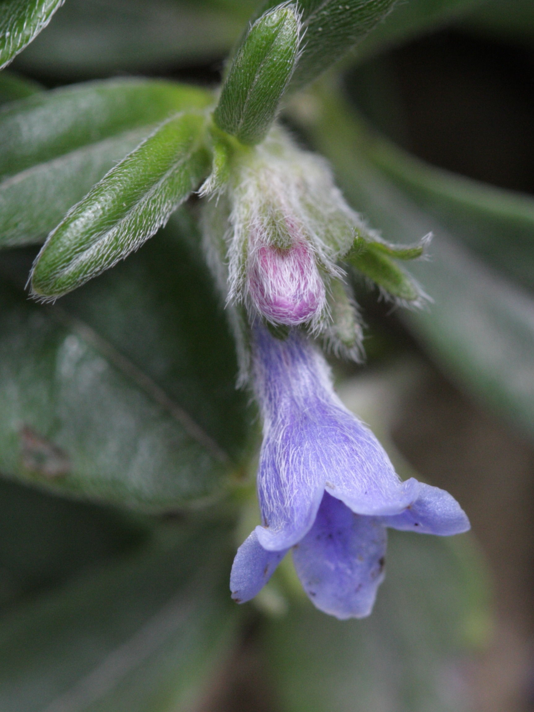 lithodora_oleifolia2bd