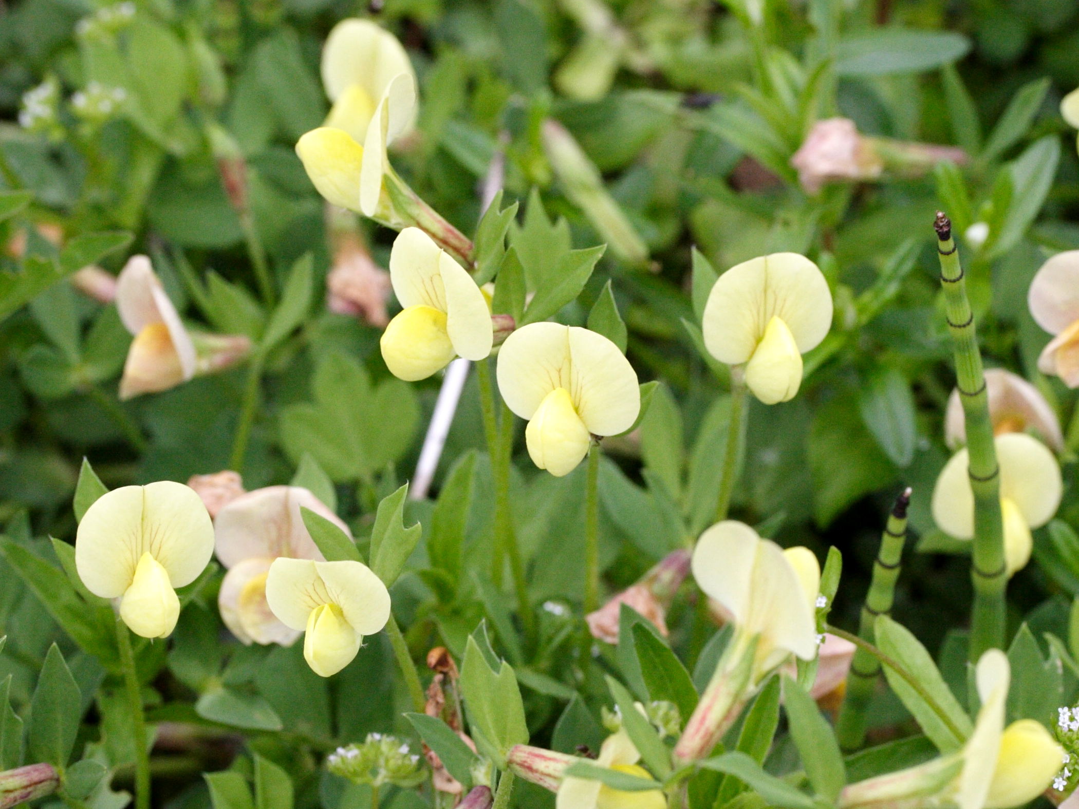 Afficher le média lotus_maritimus2md lotus_maritimus2md