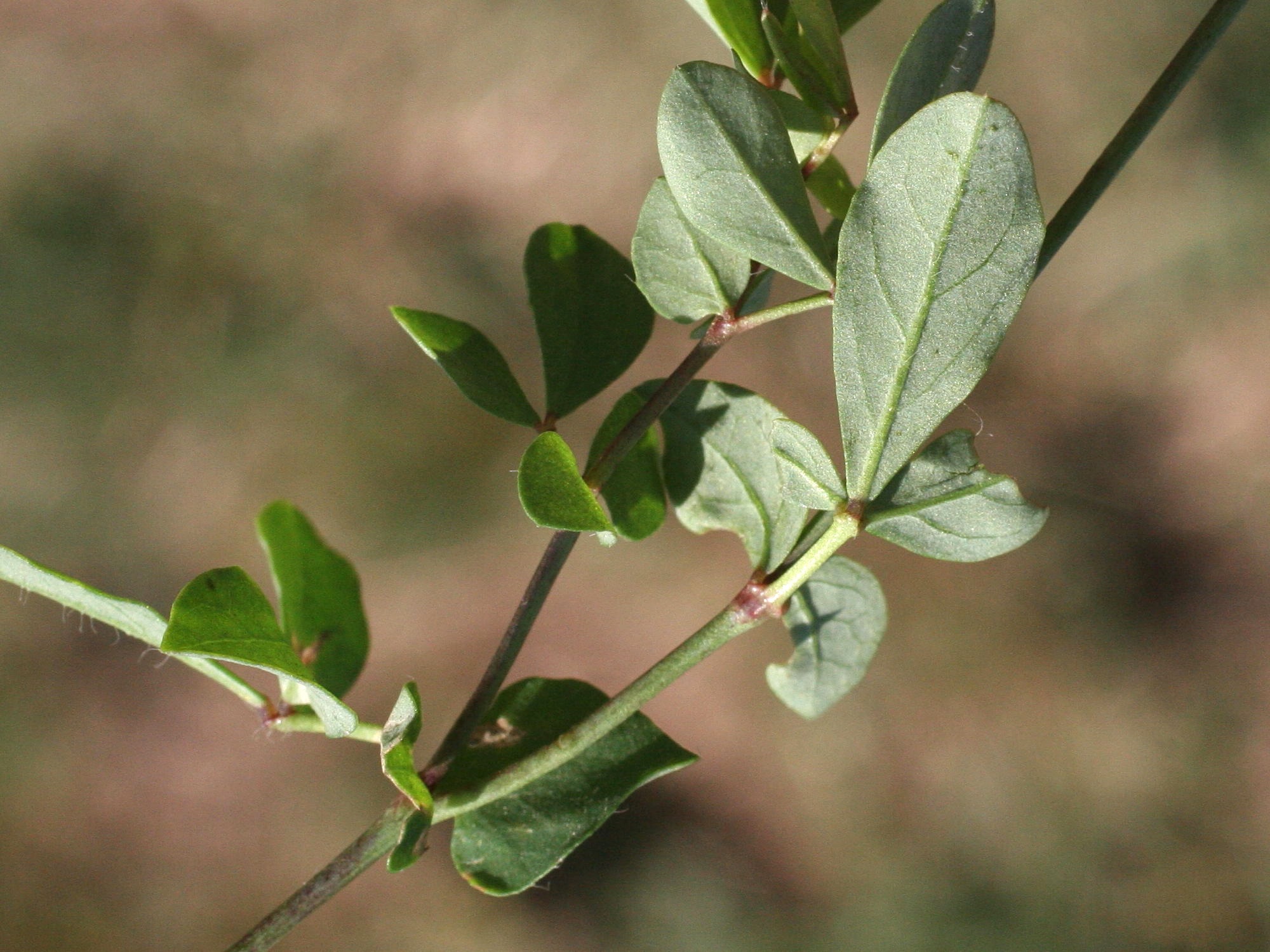 Afficher le média Lotus_pedunculatus Lotus_pedunculatus