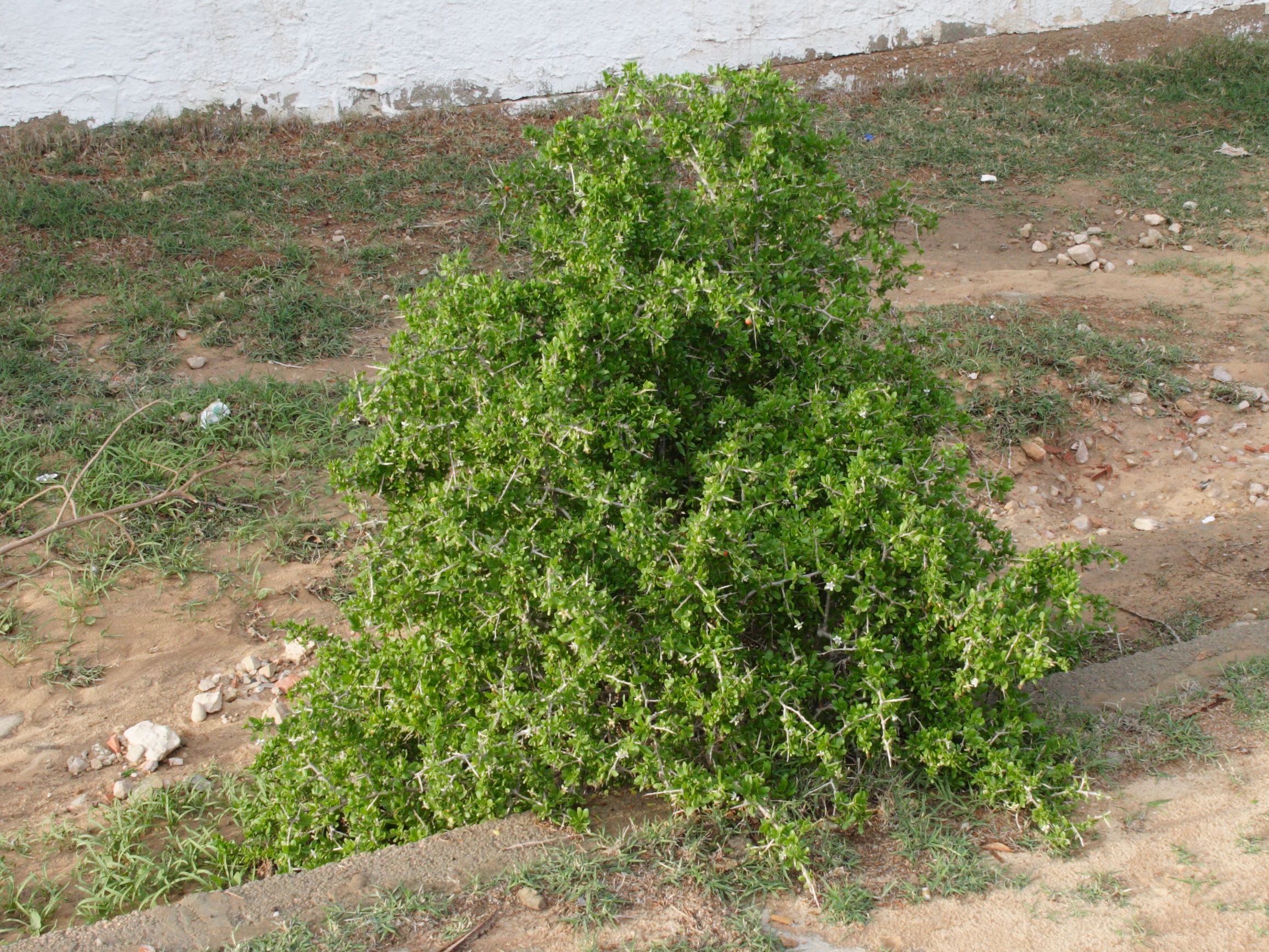 lycium_ferocissimum1bd