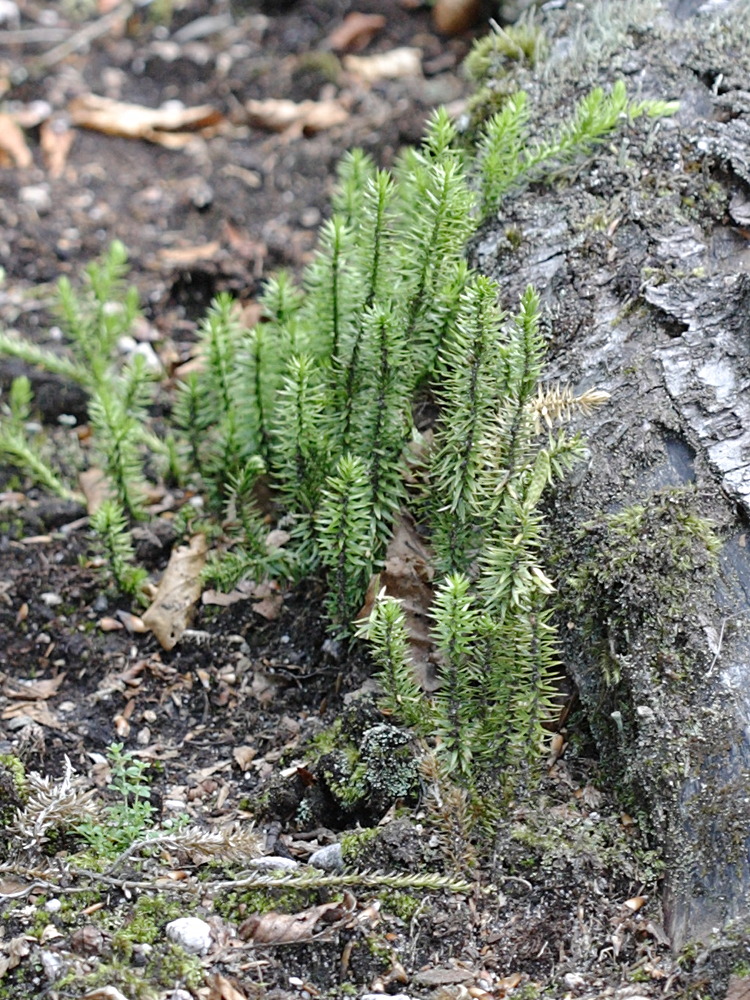 lycopodium_annotinum3bbd